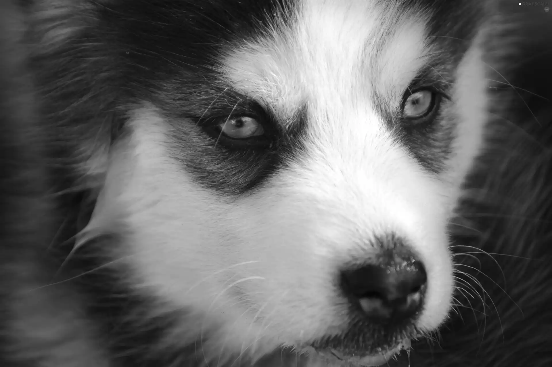 Siberian Husky, Blue, Eyes, Puppy