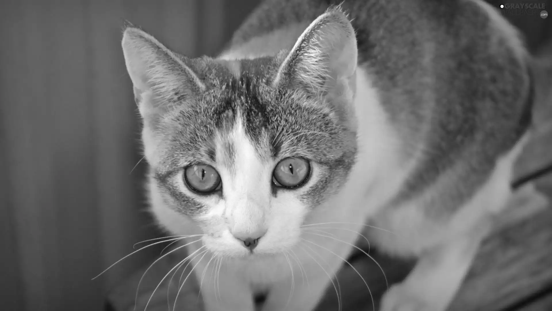 kitten, Eyes