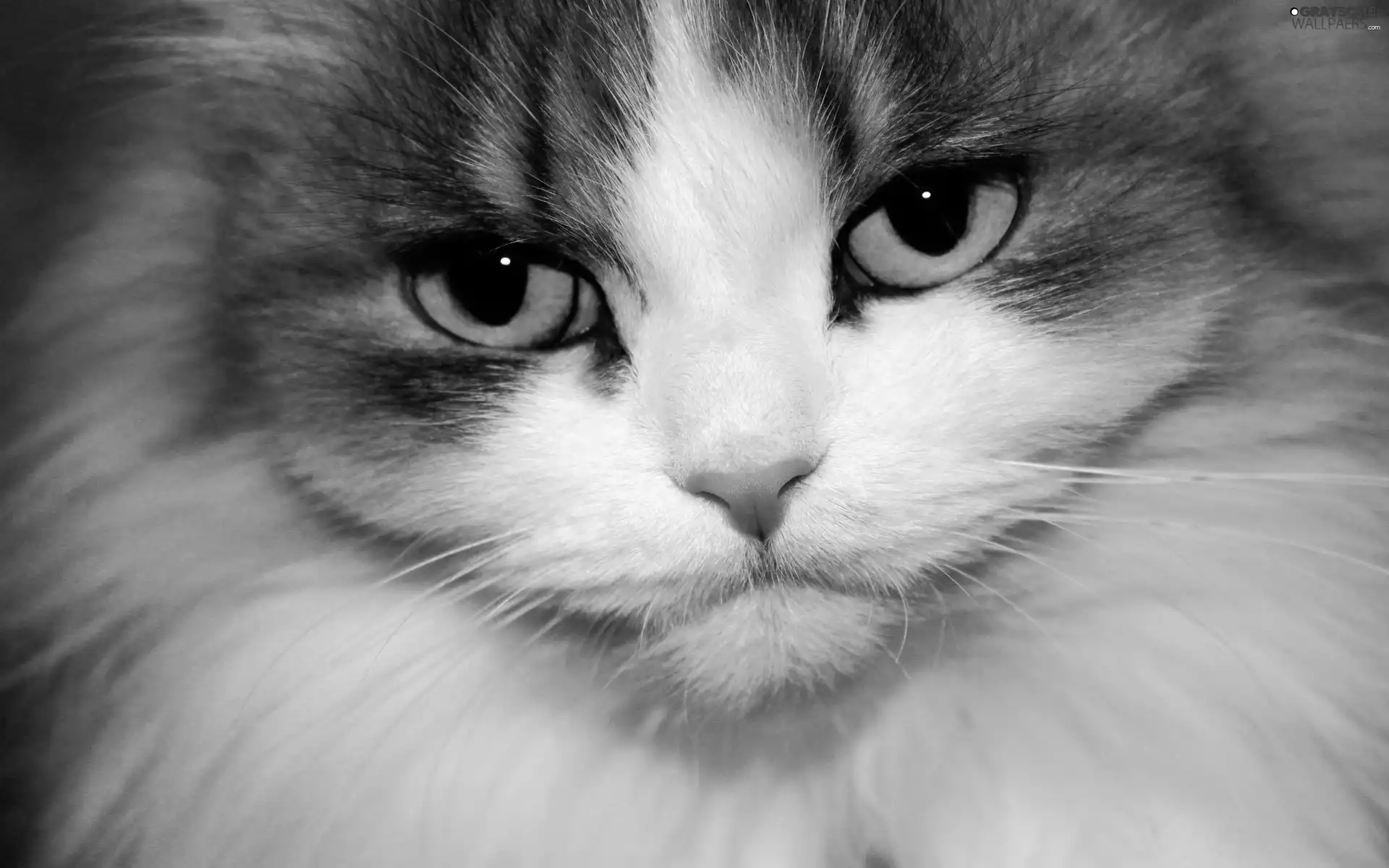 kitten, Eyes