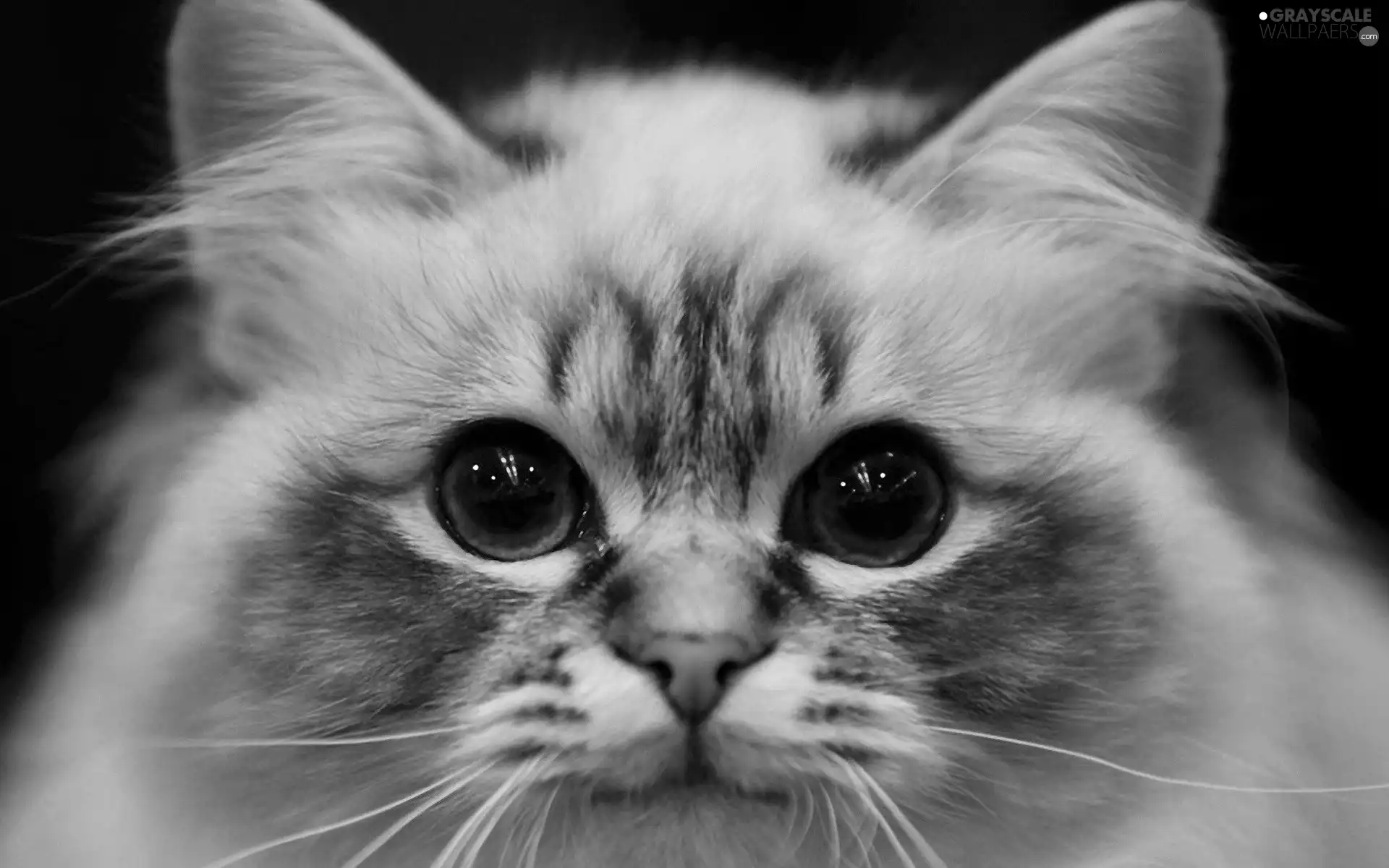 kitten, Eyes