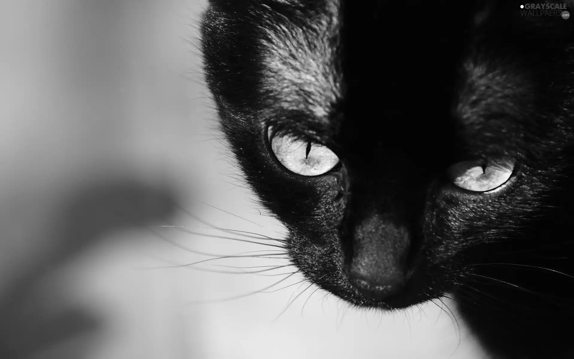 Eyes, Black, kitten