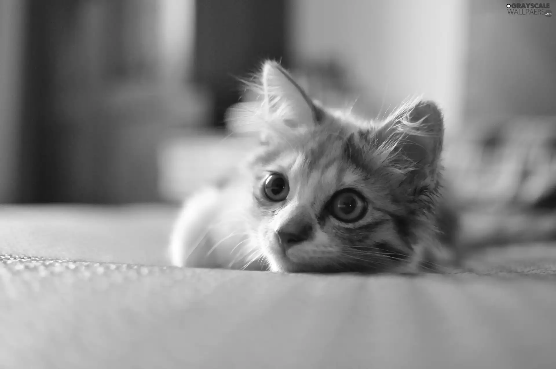 Eyes, ginger, kitten