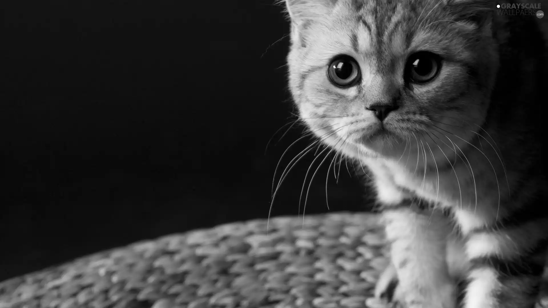 Eyes, small, kitten