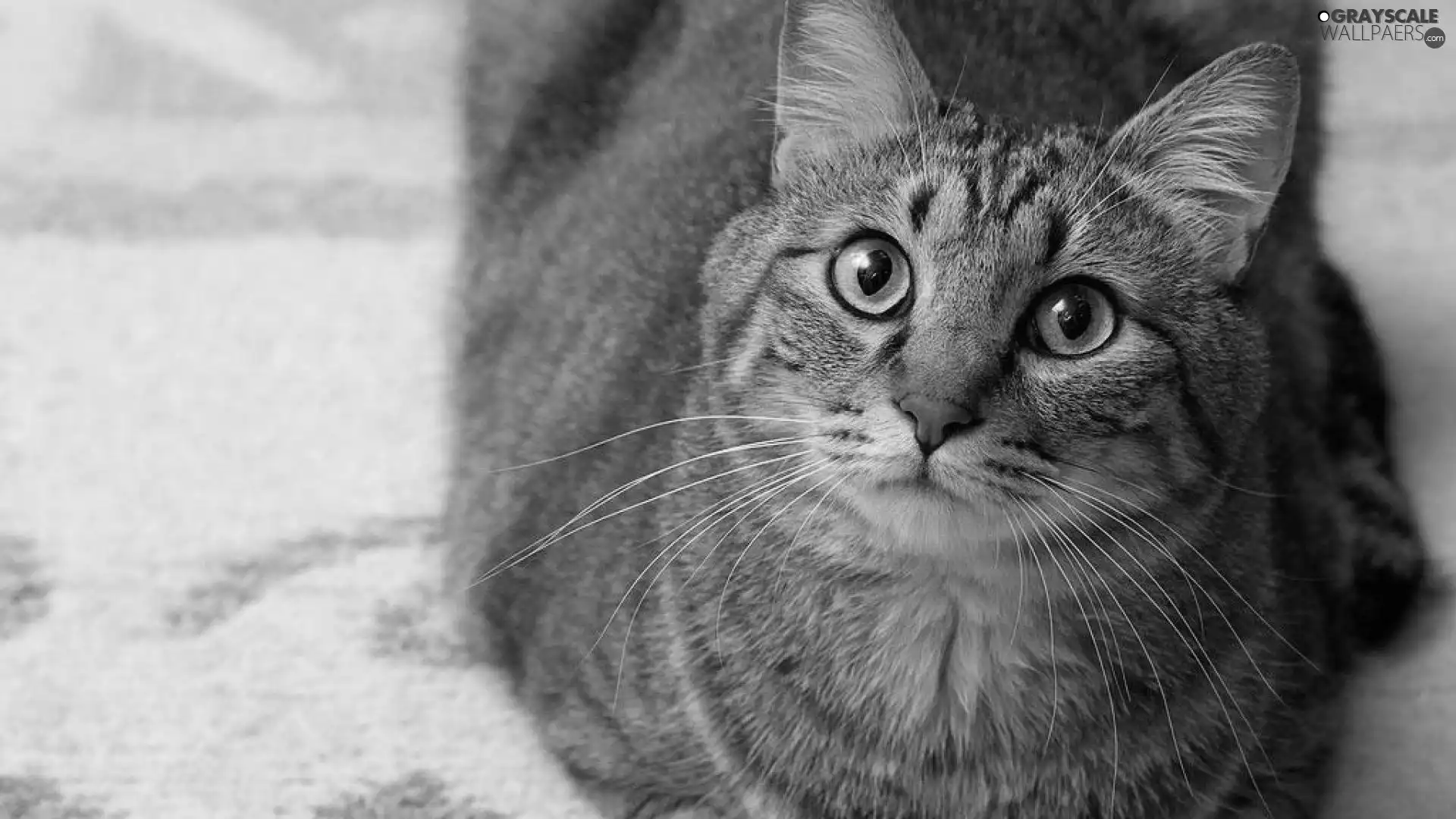 kitten, Eyes