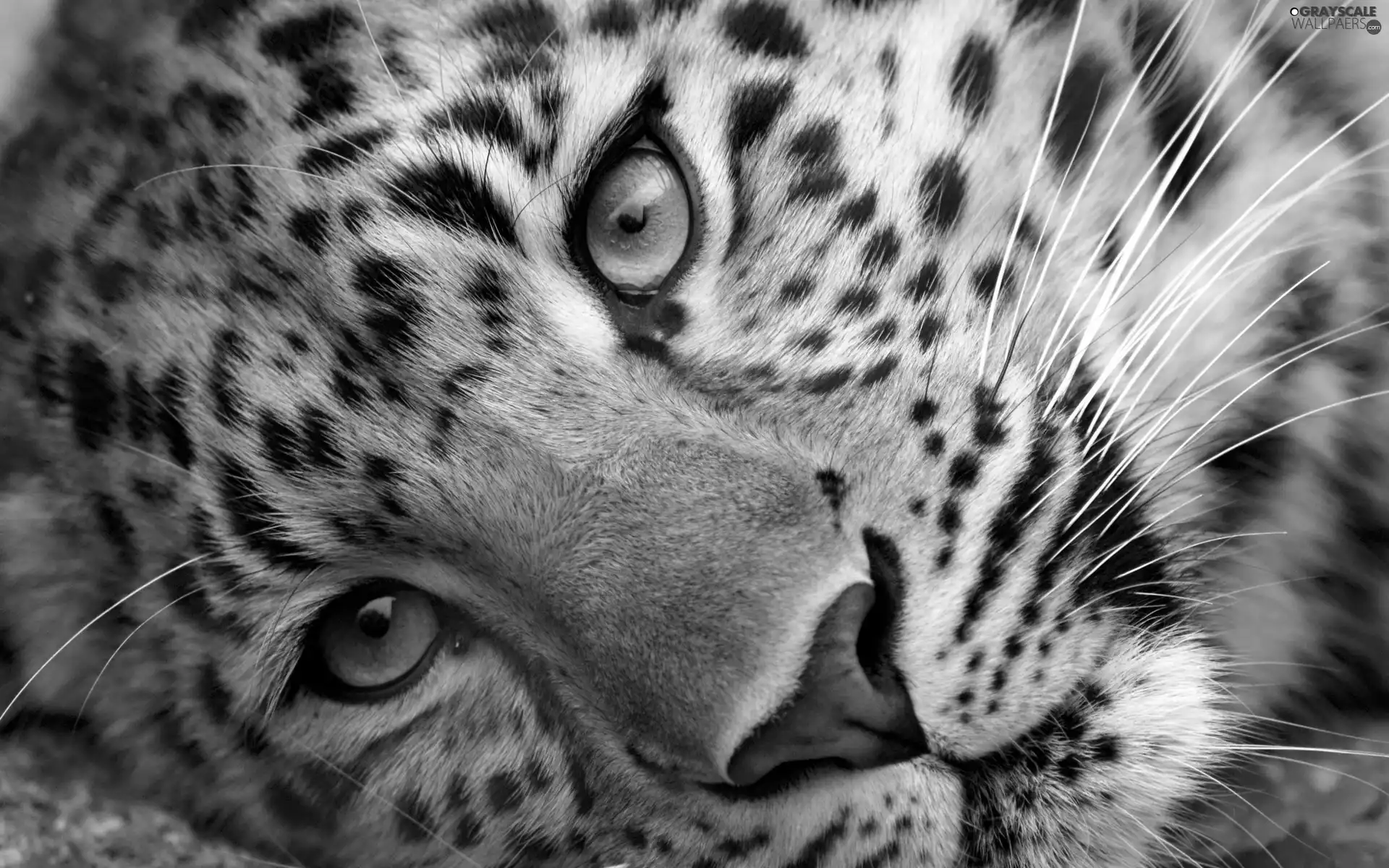 Leopards, Eyes