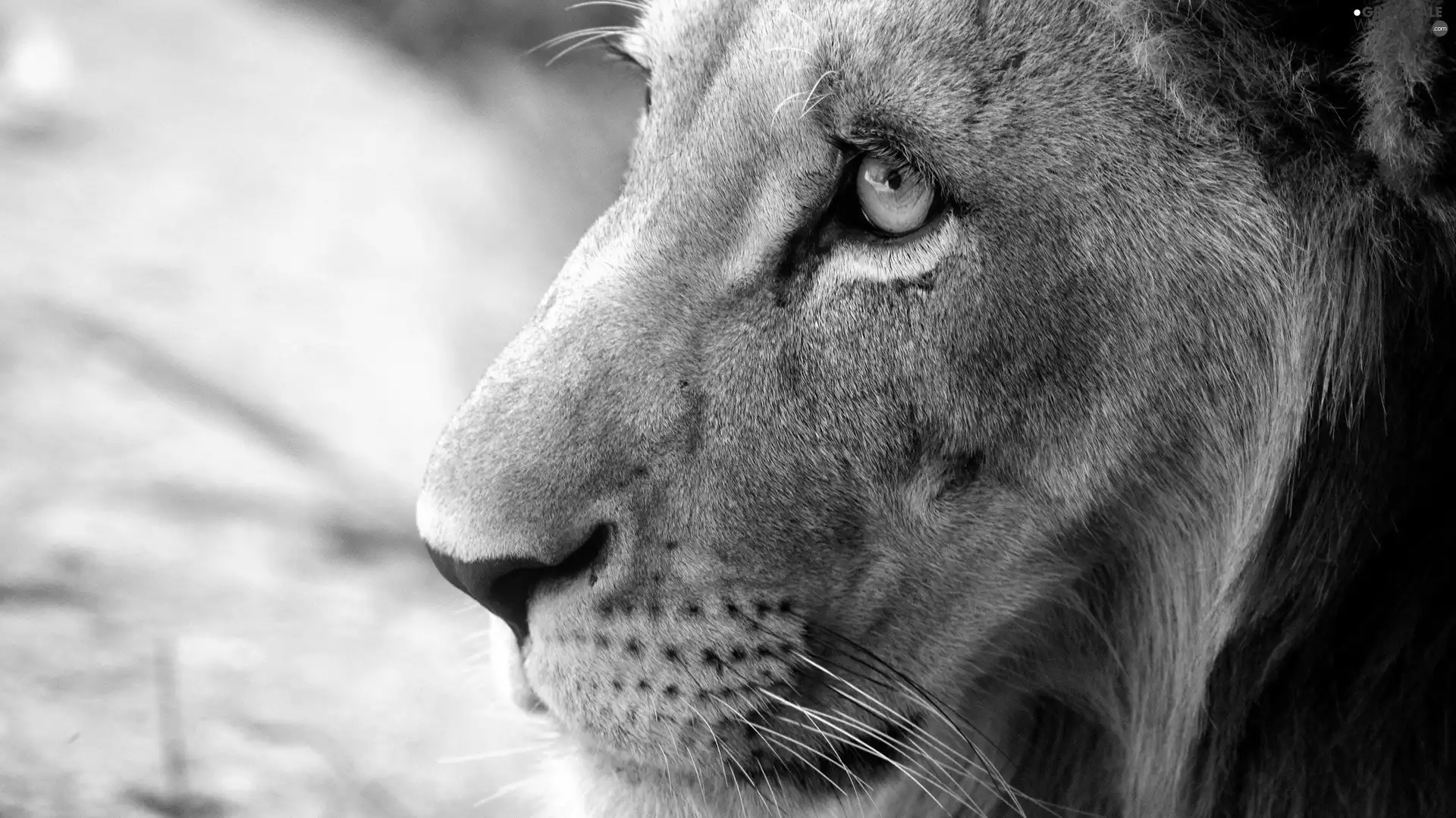 Lion, Eyes