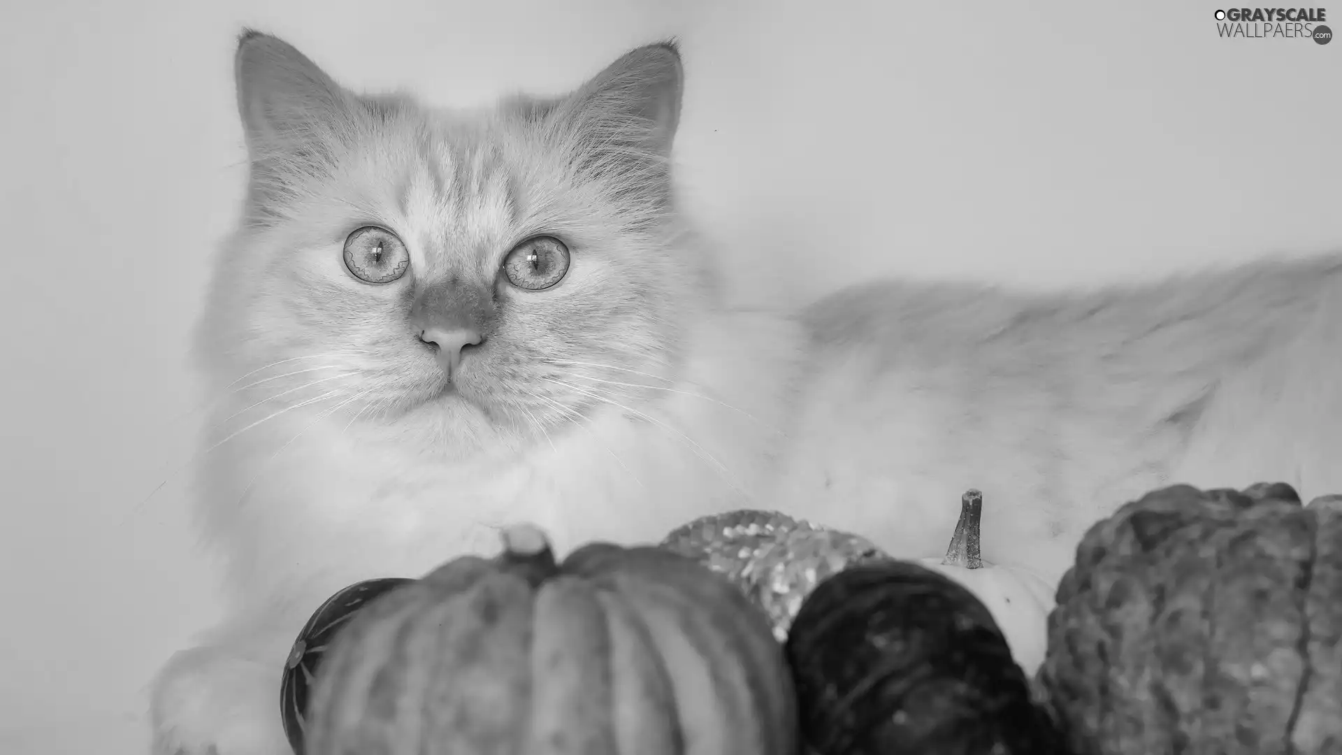 Blue, Eyes, Longhaired, cat, Sponge