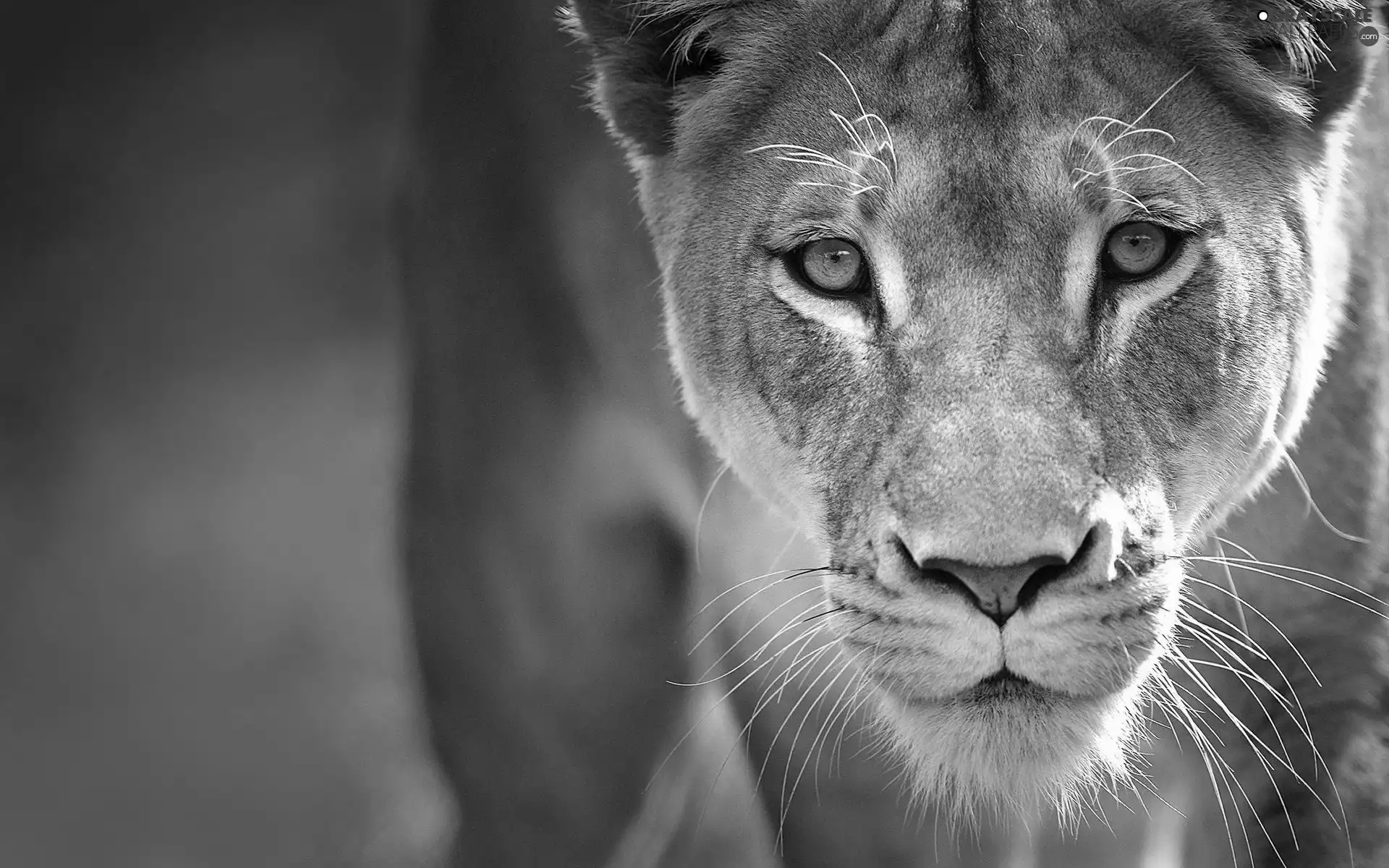 The look, Lioness, Eyes