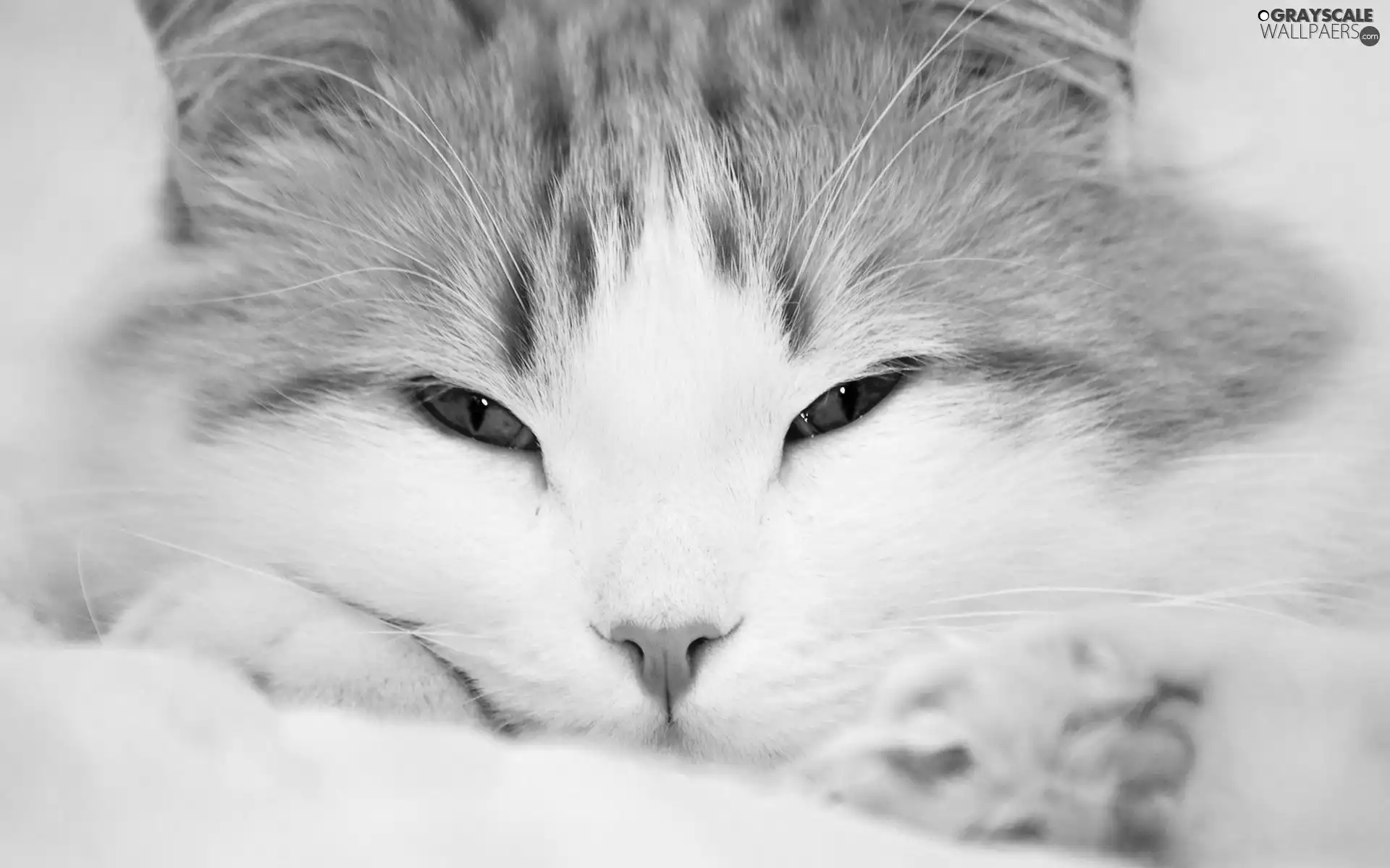 lying, cat, Eyes, ginger