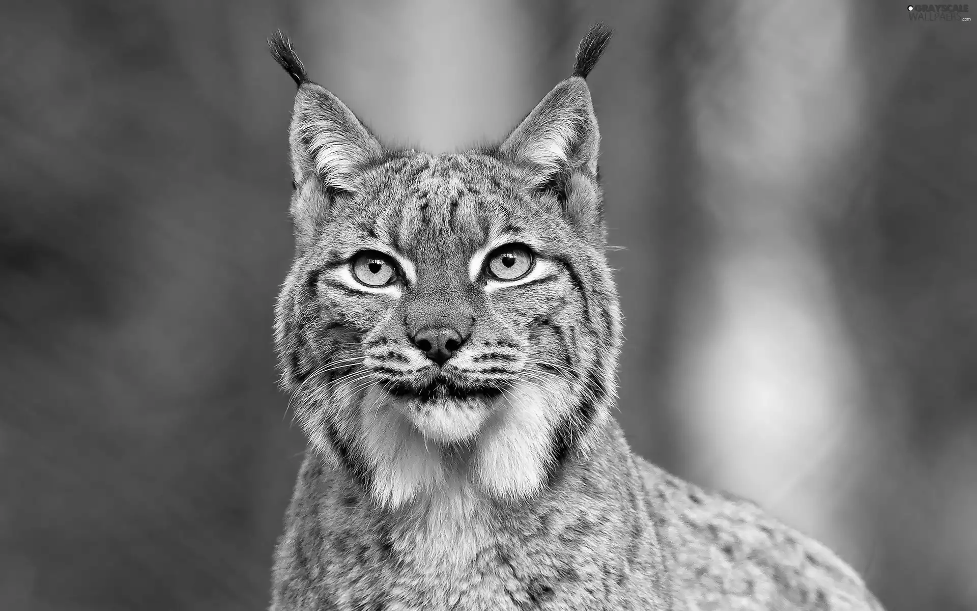 Lynx, Eyes