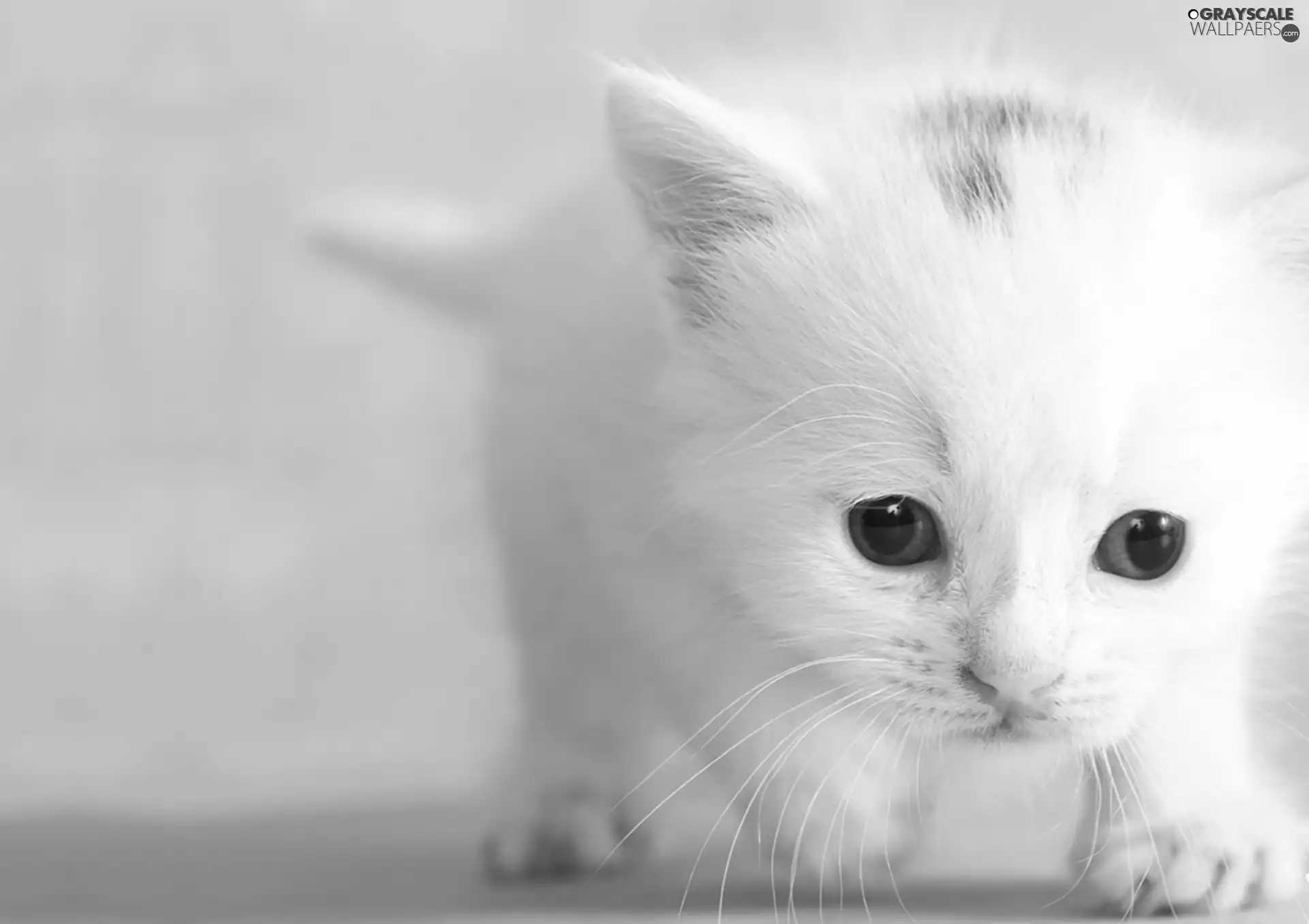 Eyes, moustache, honeyed, kitten, small