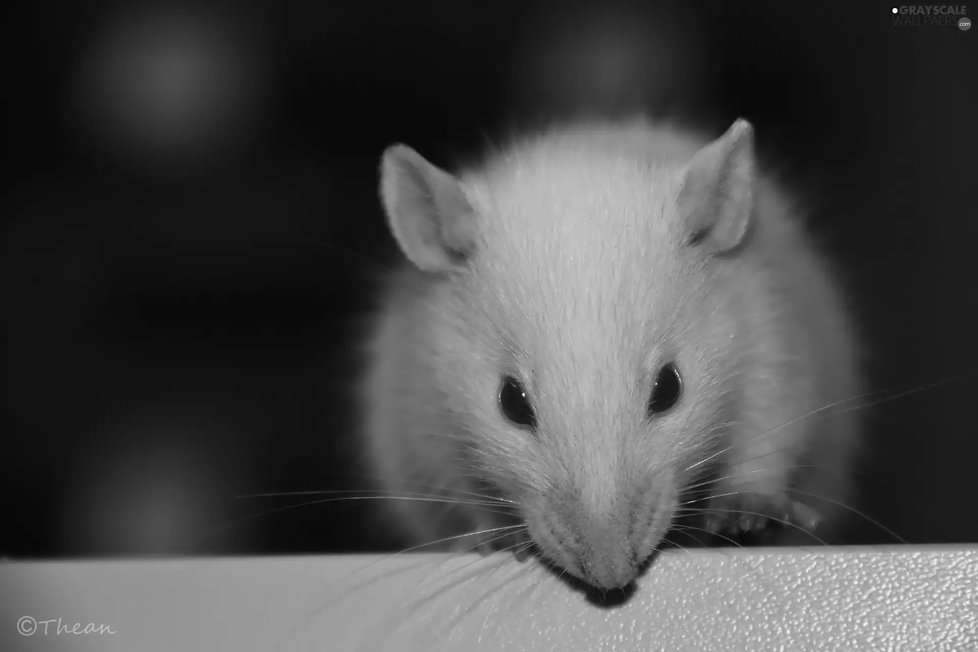 Wistar, White, Eyes, mustache, Red, rat