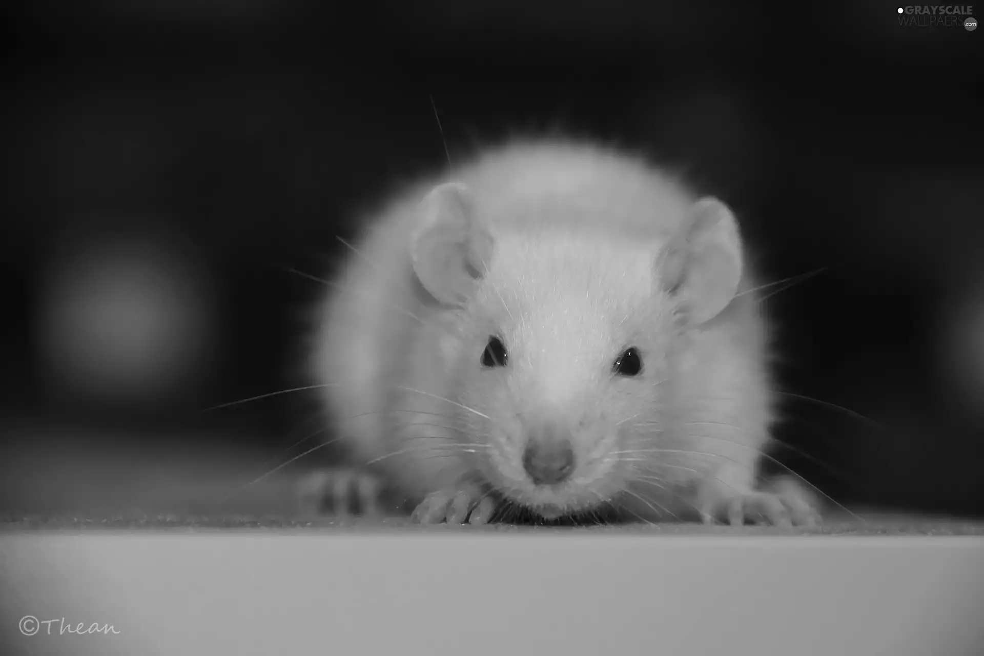 Wistar, White, Eyes, mustache, Red, rat