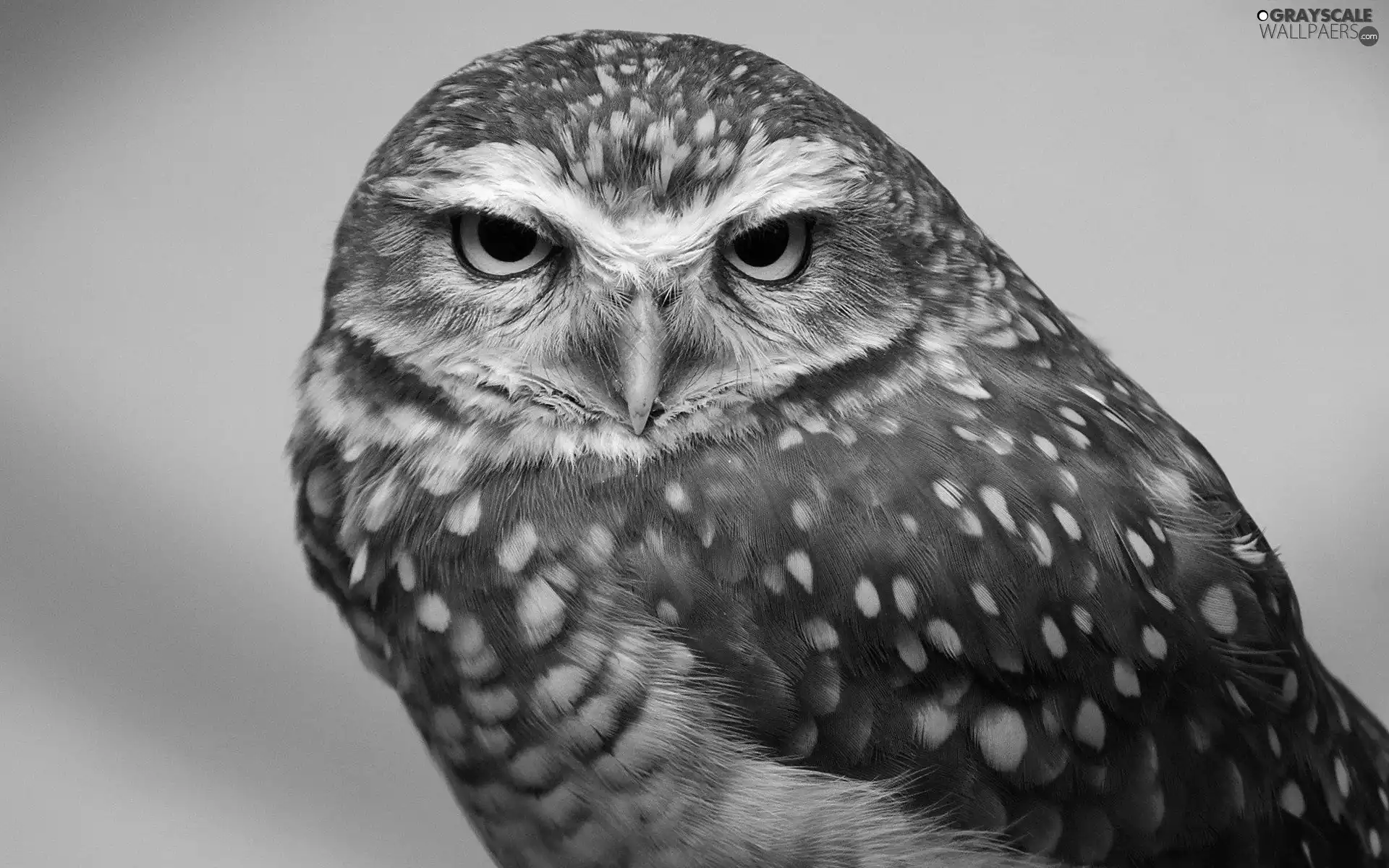 Eyes, owl, nose