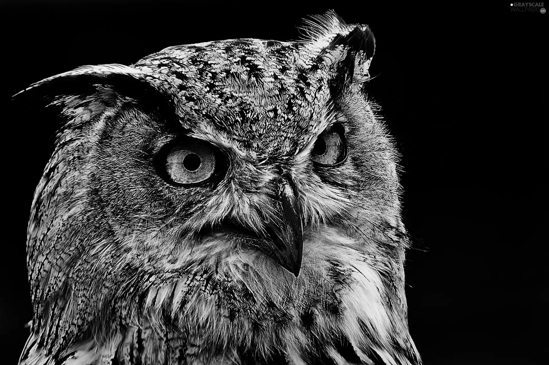 Eyes, owl, nose