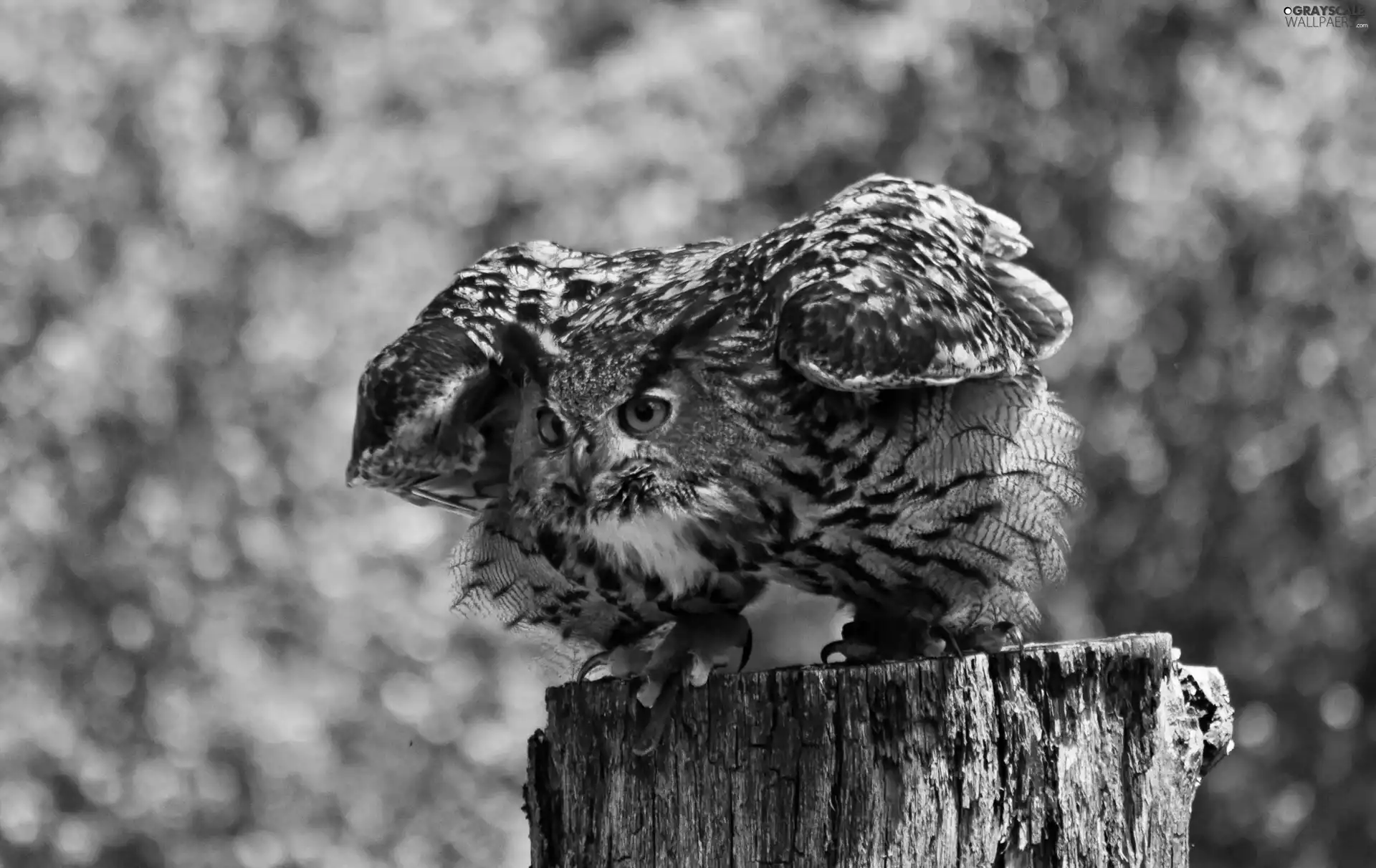 owl, Eyes