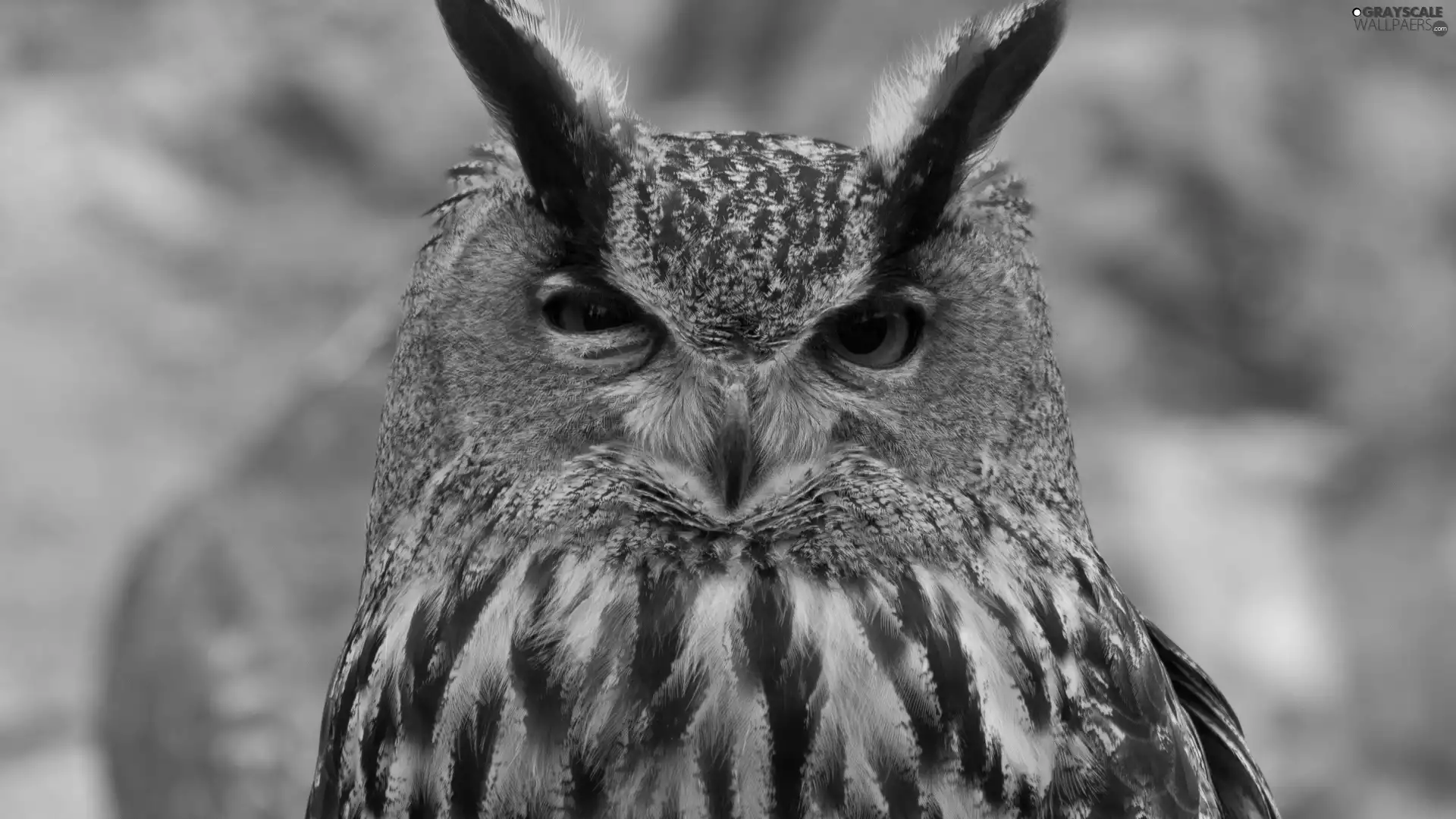 owl, Eyes