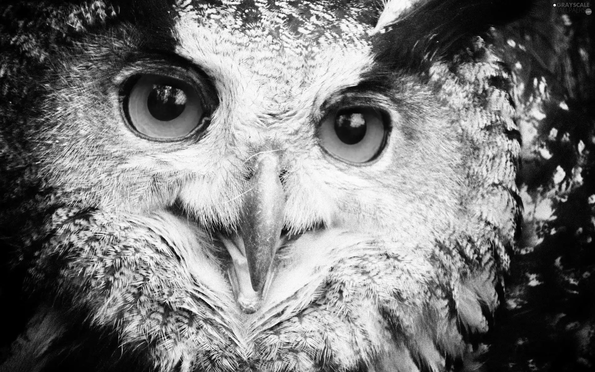 owl, Eyes