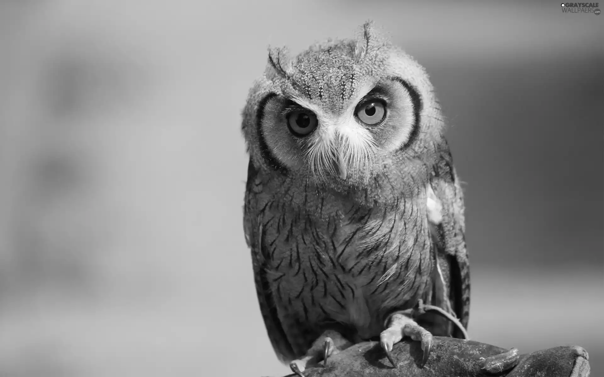 owl, Eyes