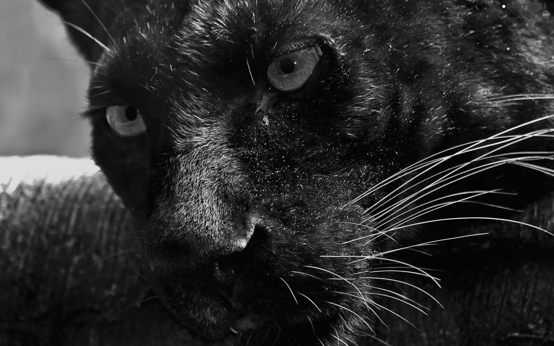 Eyes, black, Panther