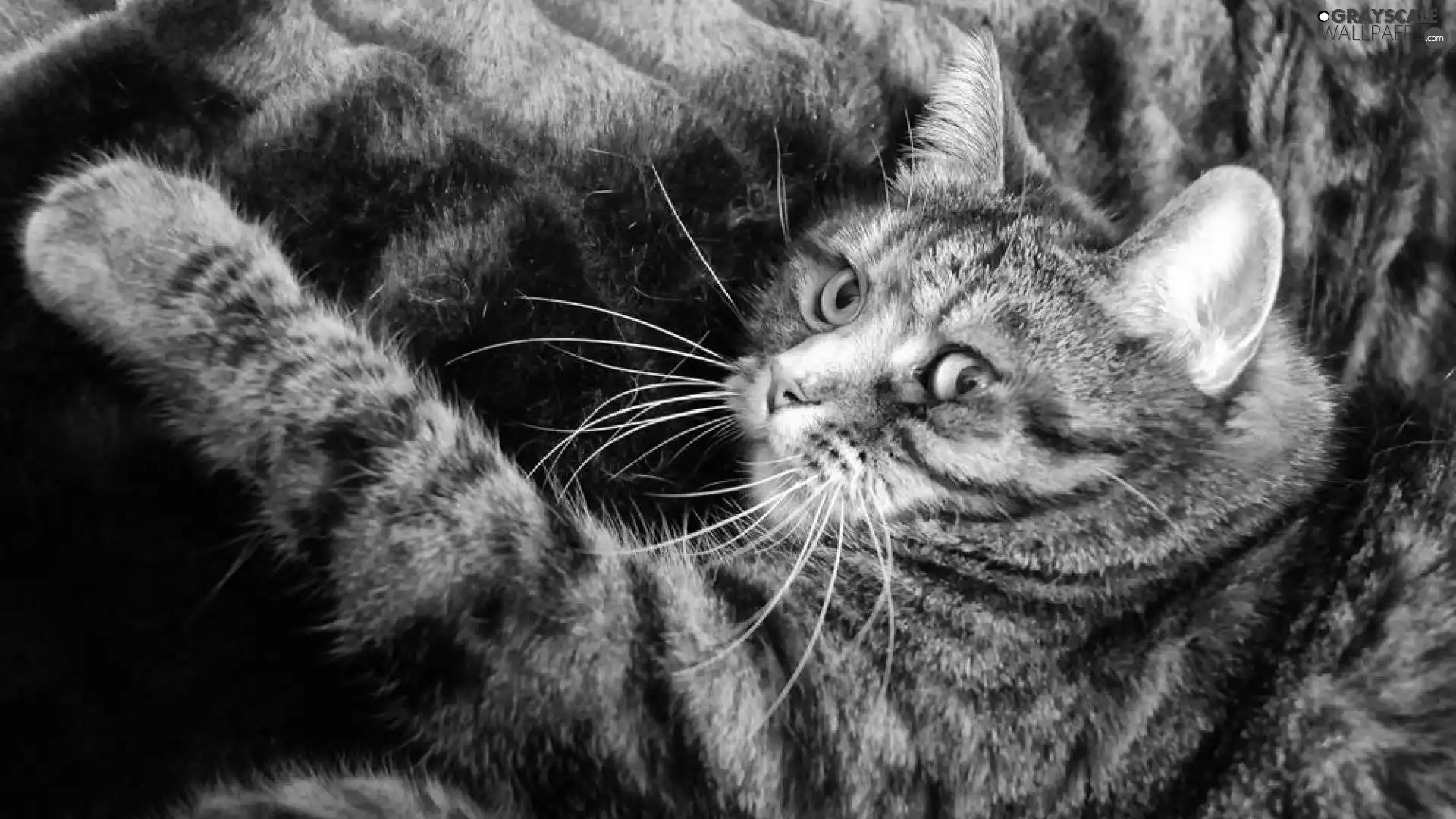 Eyes, kitten, pud