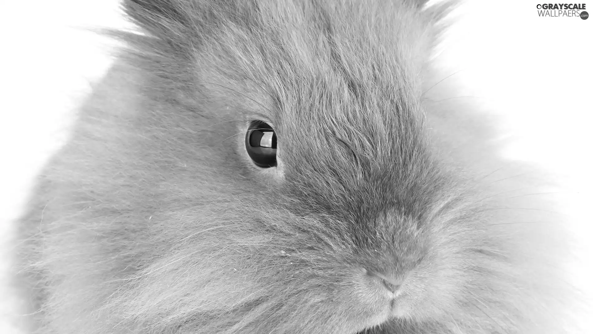 Rabbit, Eyes