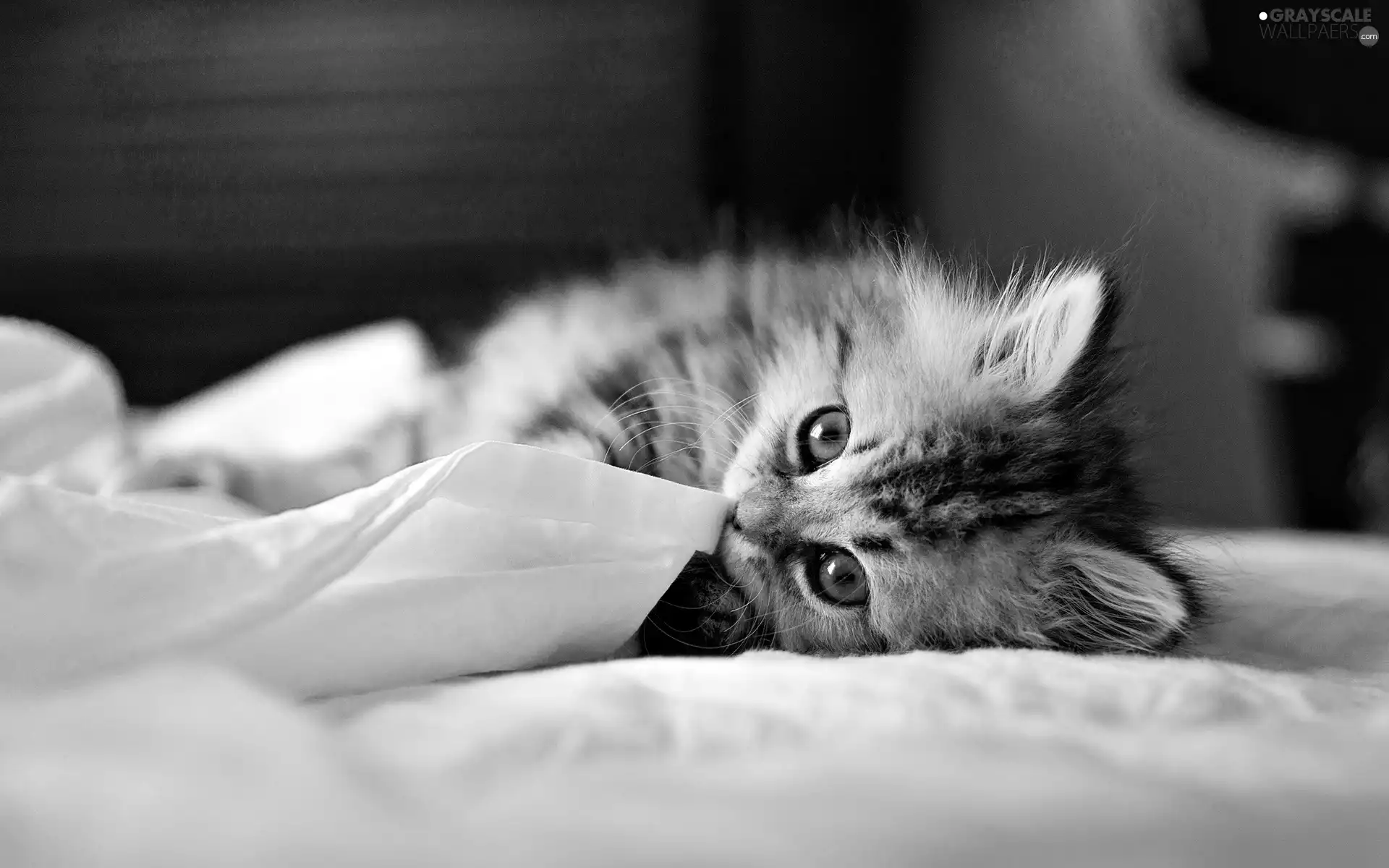 small, Blue, Eyes, kitten