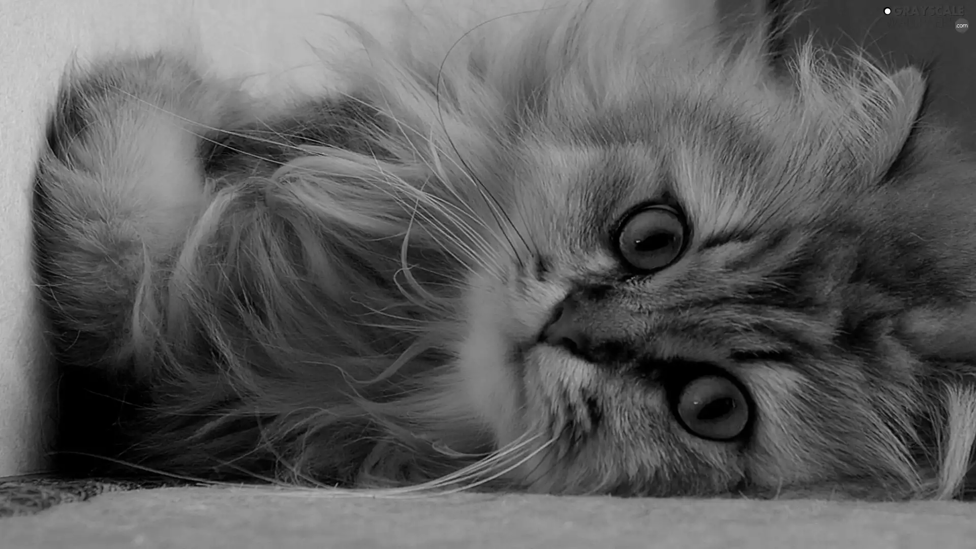 small, green ones, Eyes, kitten