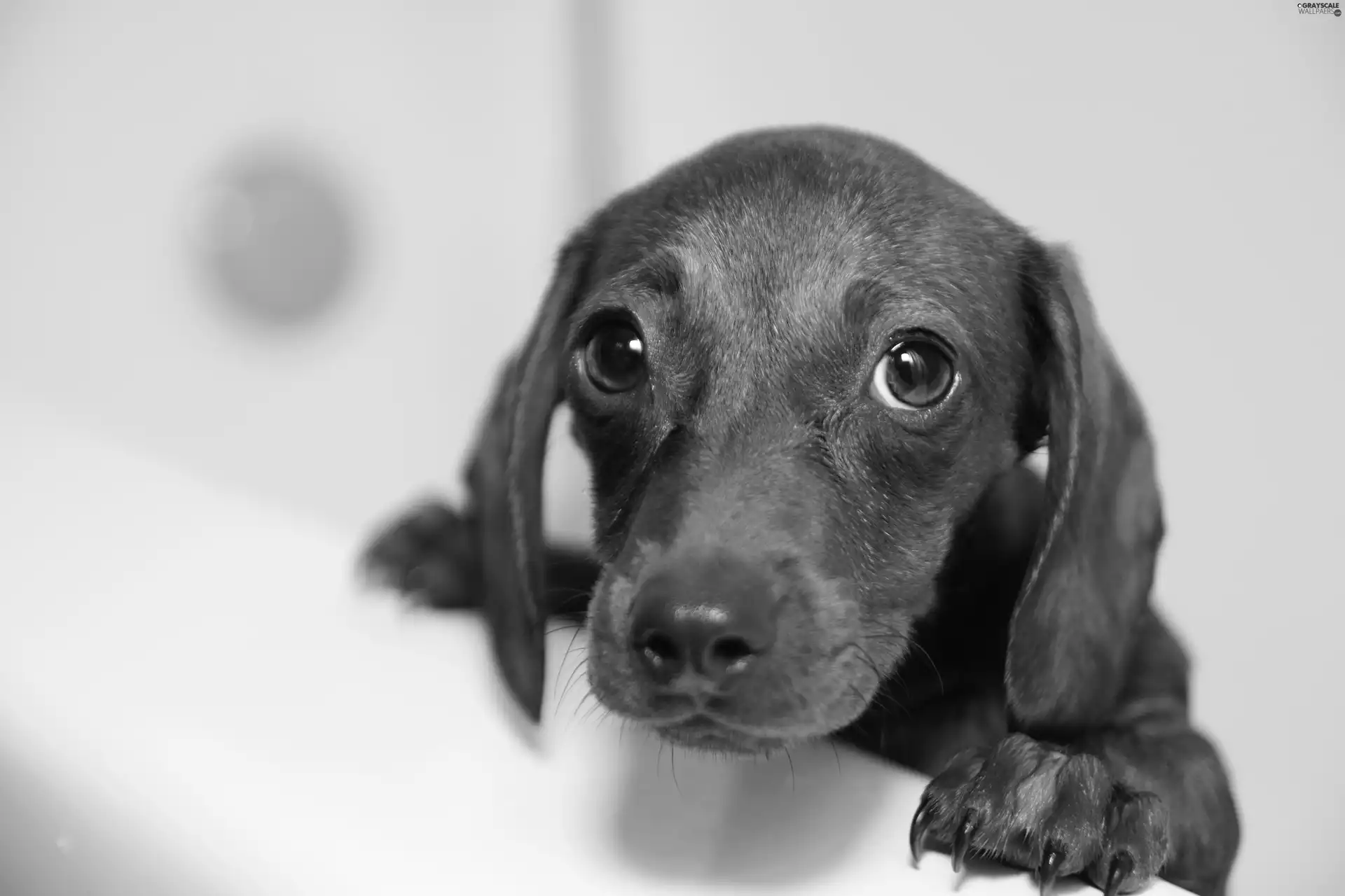small, sad, Eyes, dachshund