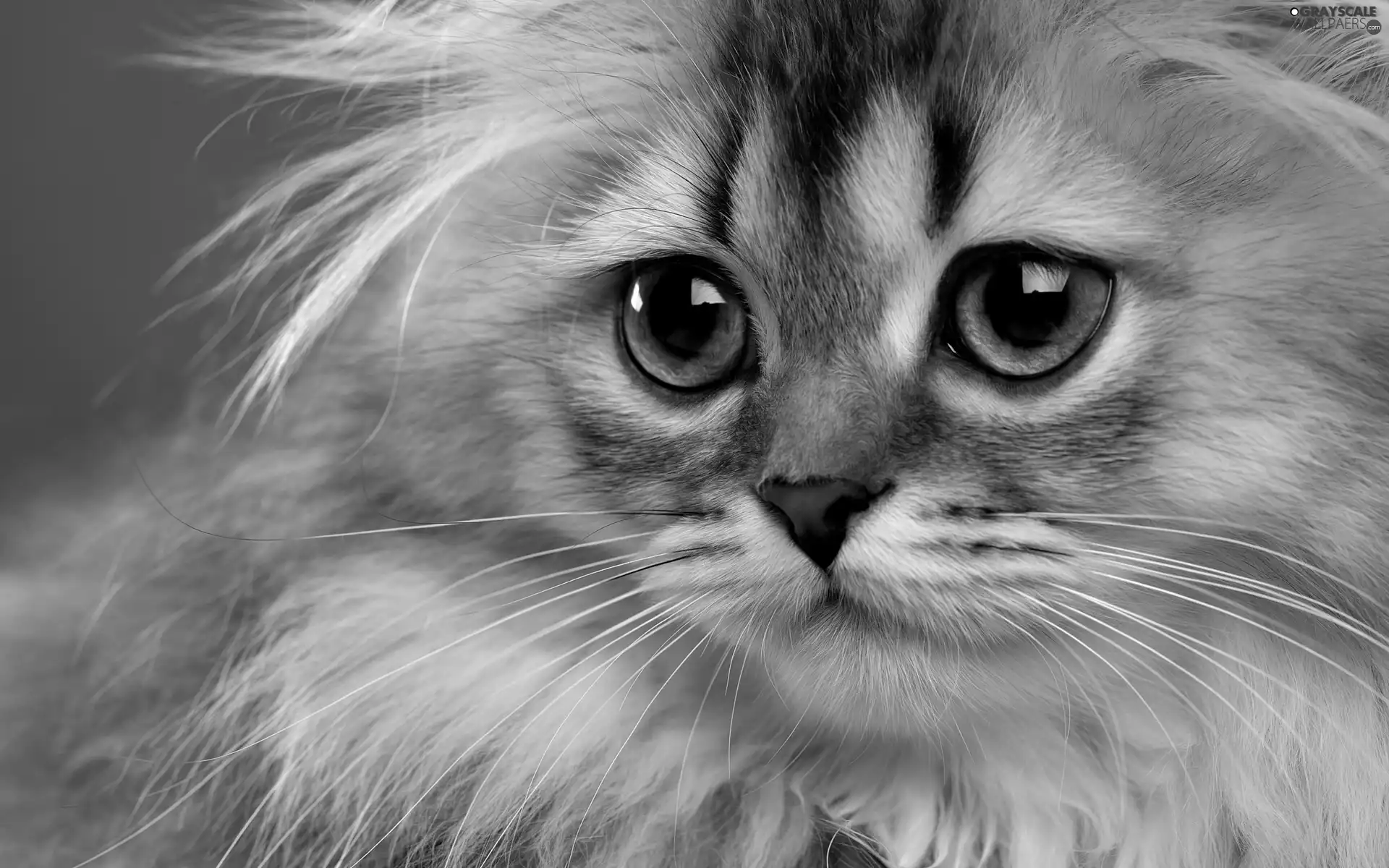 Longhaired, Eyes, The look, cat