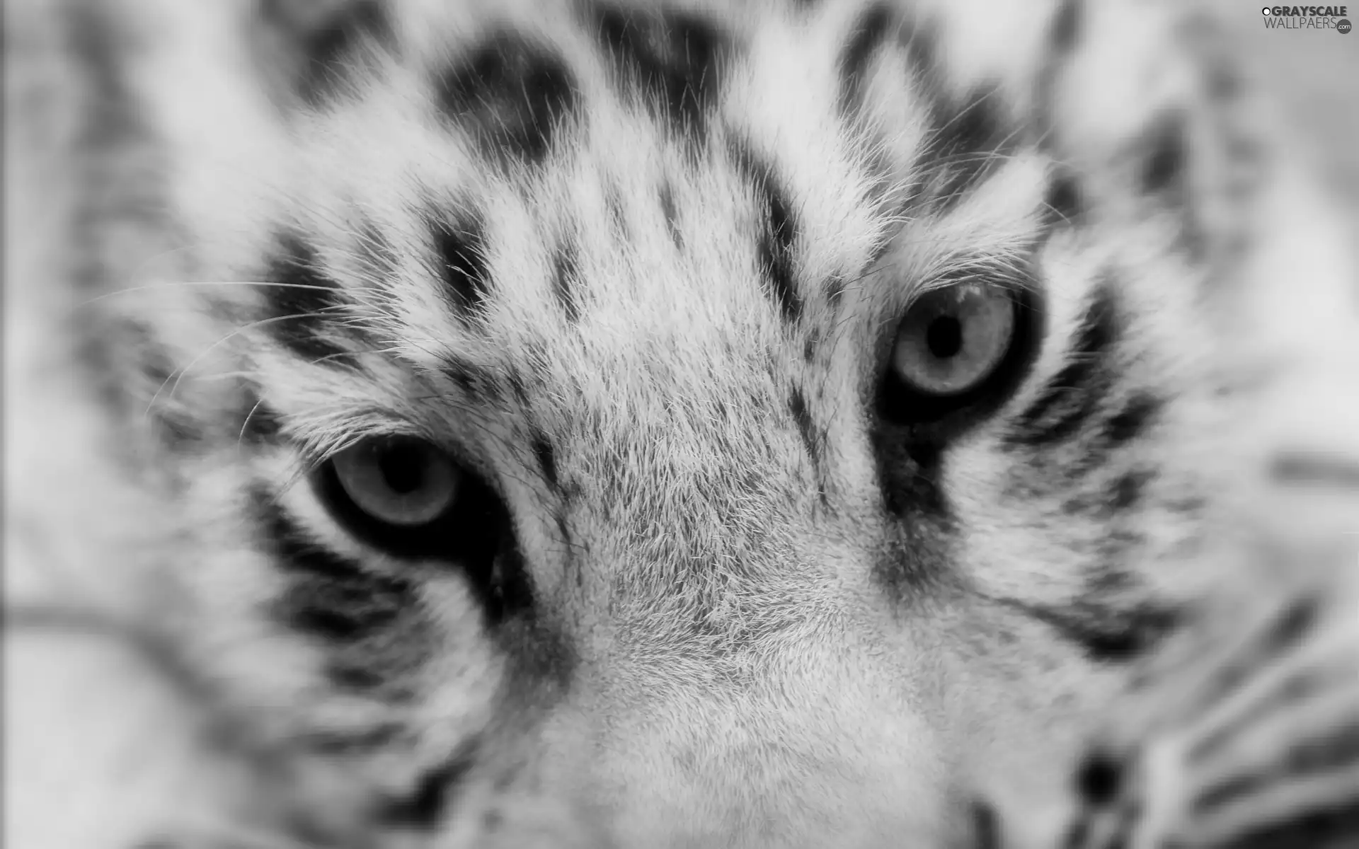 snow leopard, Eyes