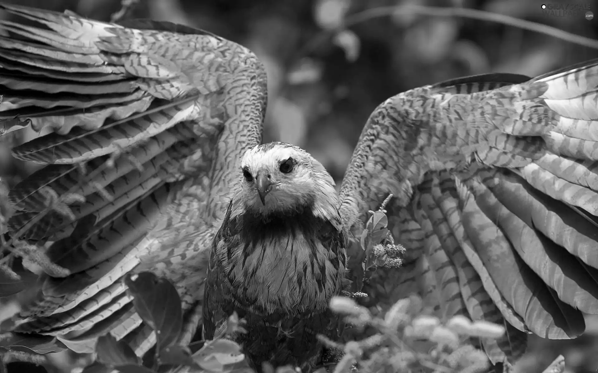 Eyes, falcon, wings