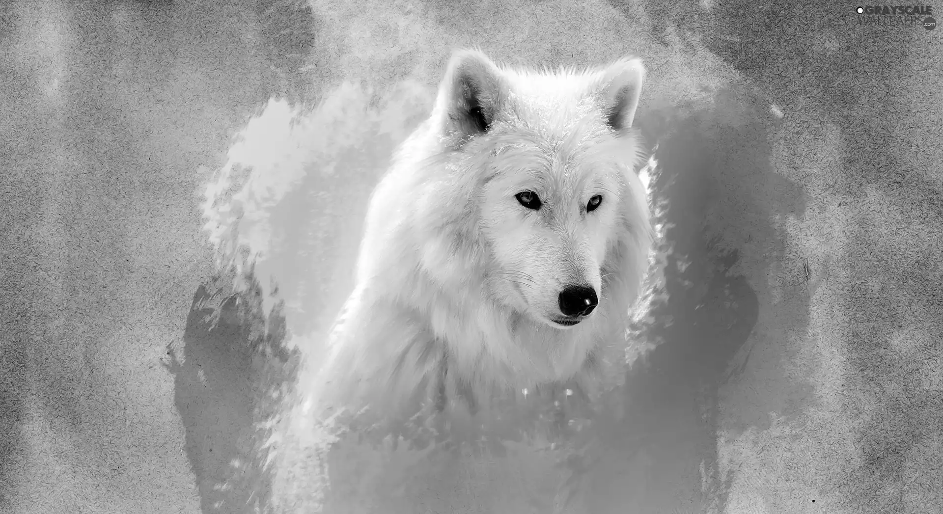Wolf, Blue, Eyes, polar
