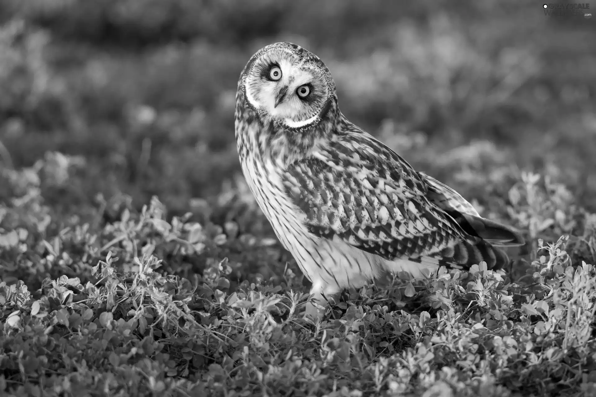 young, Yellow, Eyes, owl