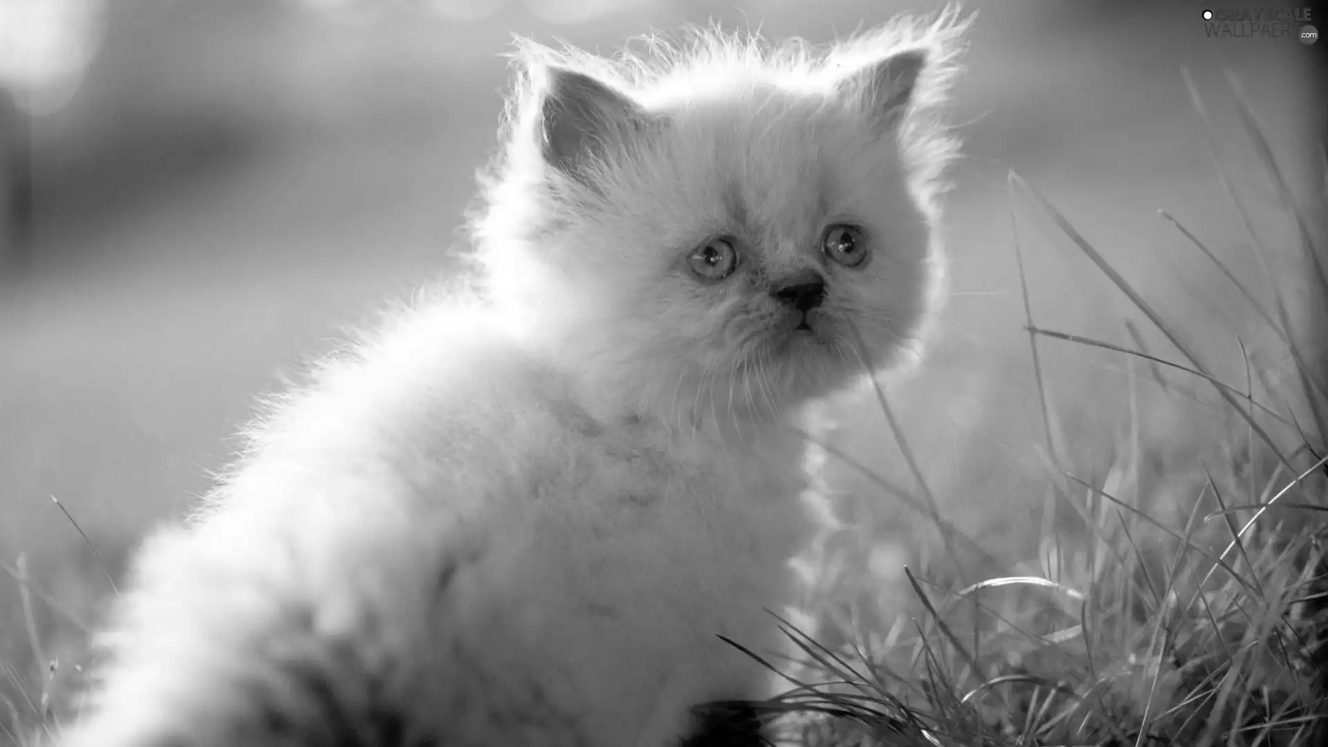 face, grass, kitten, Eyes, White