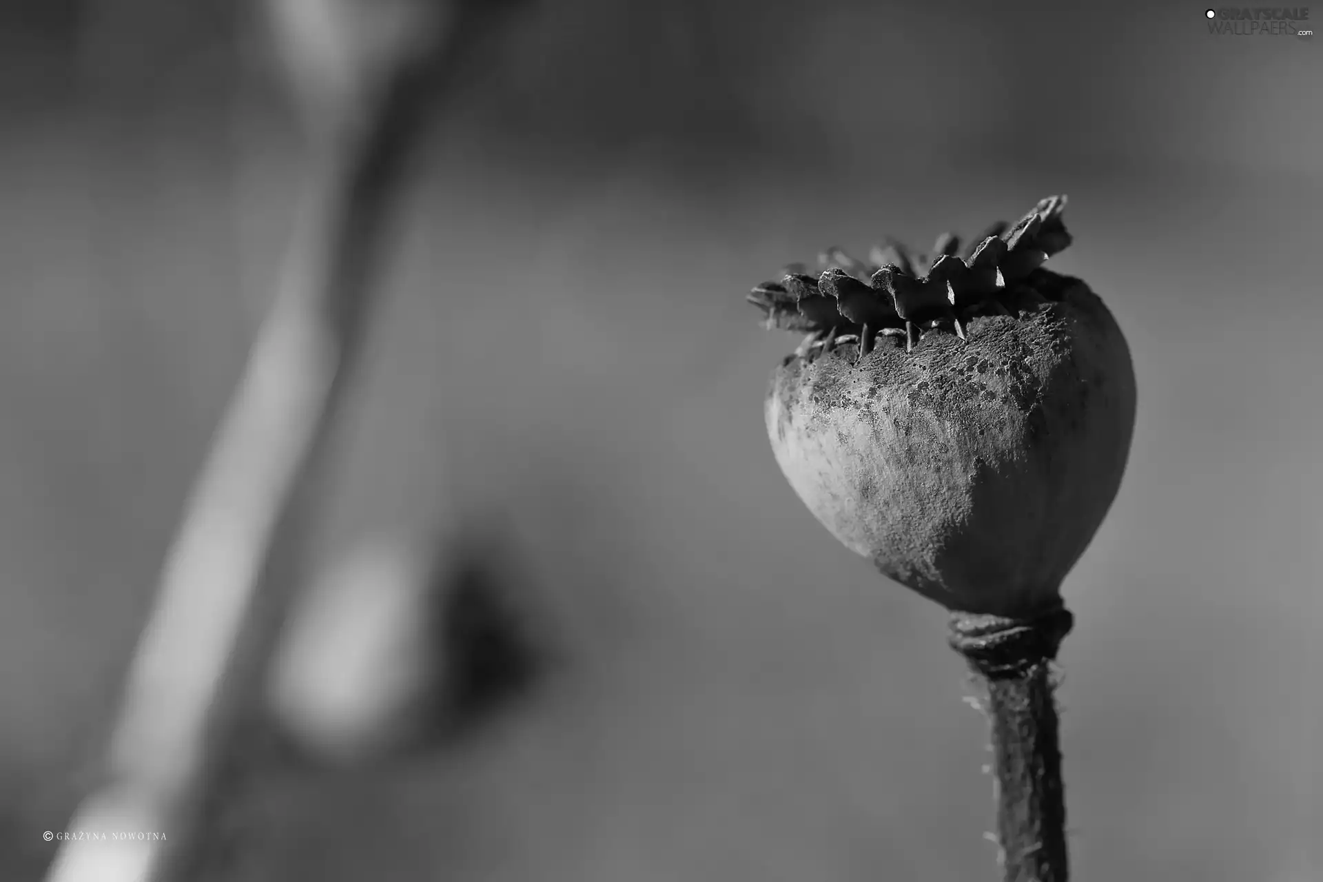 red weed, poppy-head, fading