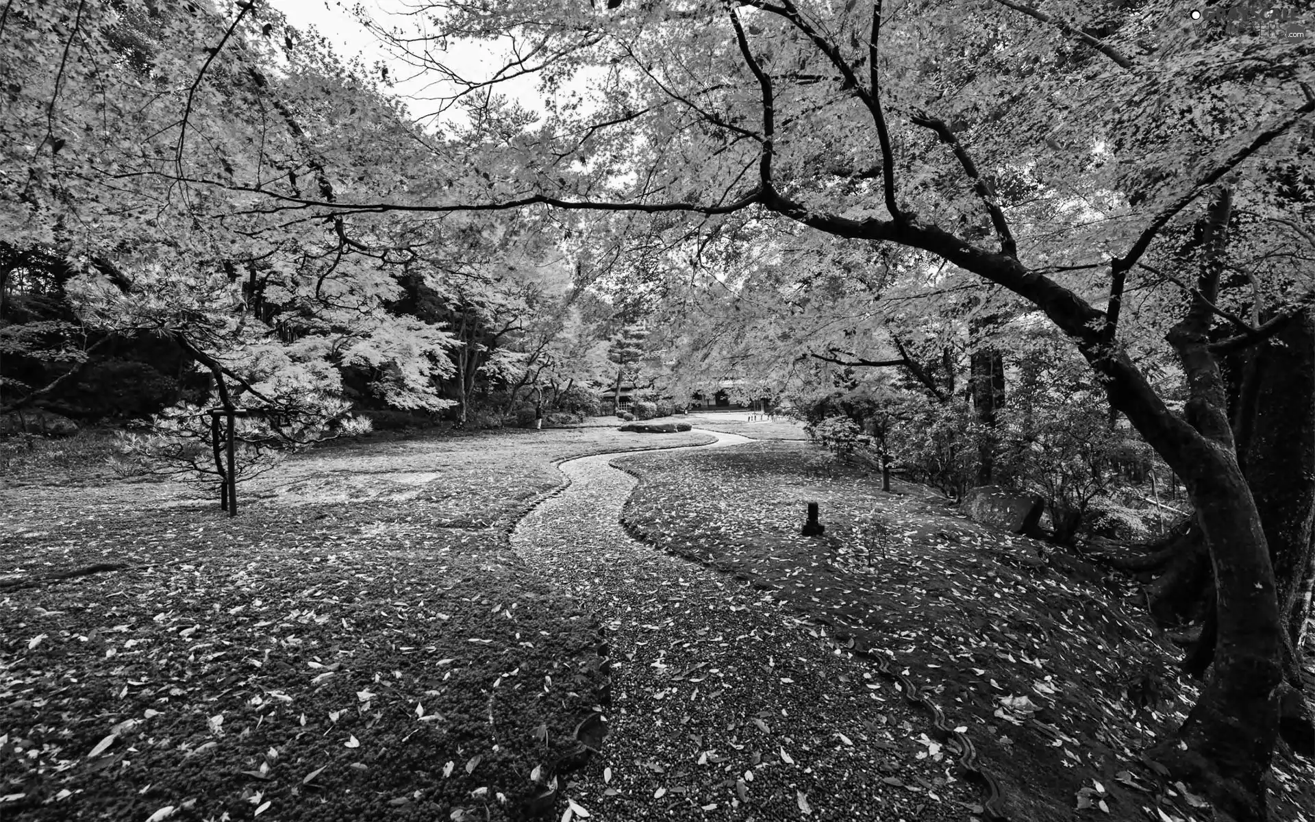 fallen, Leaf, Park, lane, Autumn