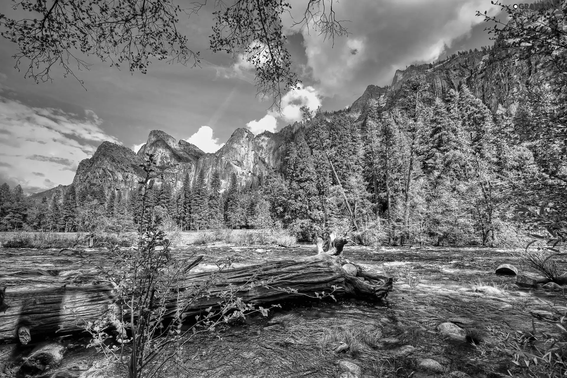 fallen, trees, forest, River, Mountains