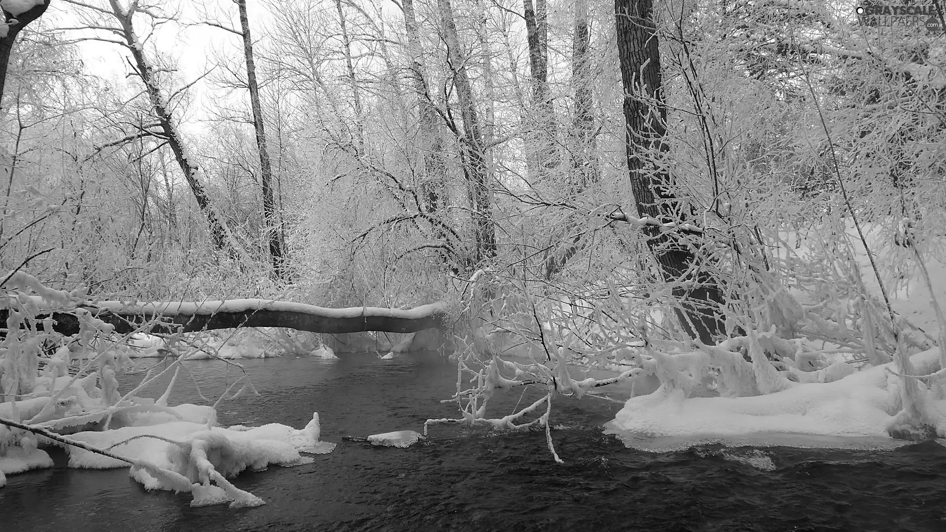 fallen, trees, forest, River, winter