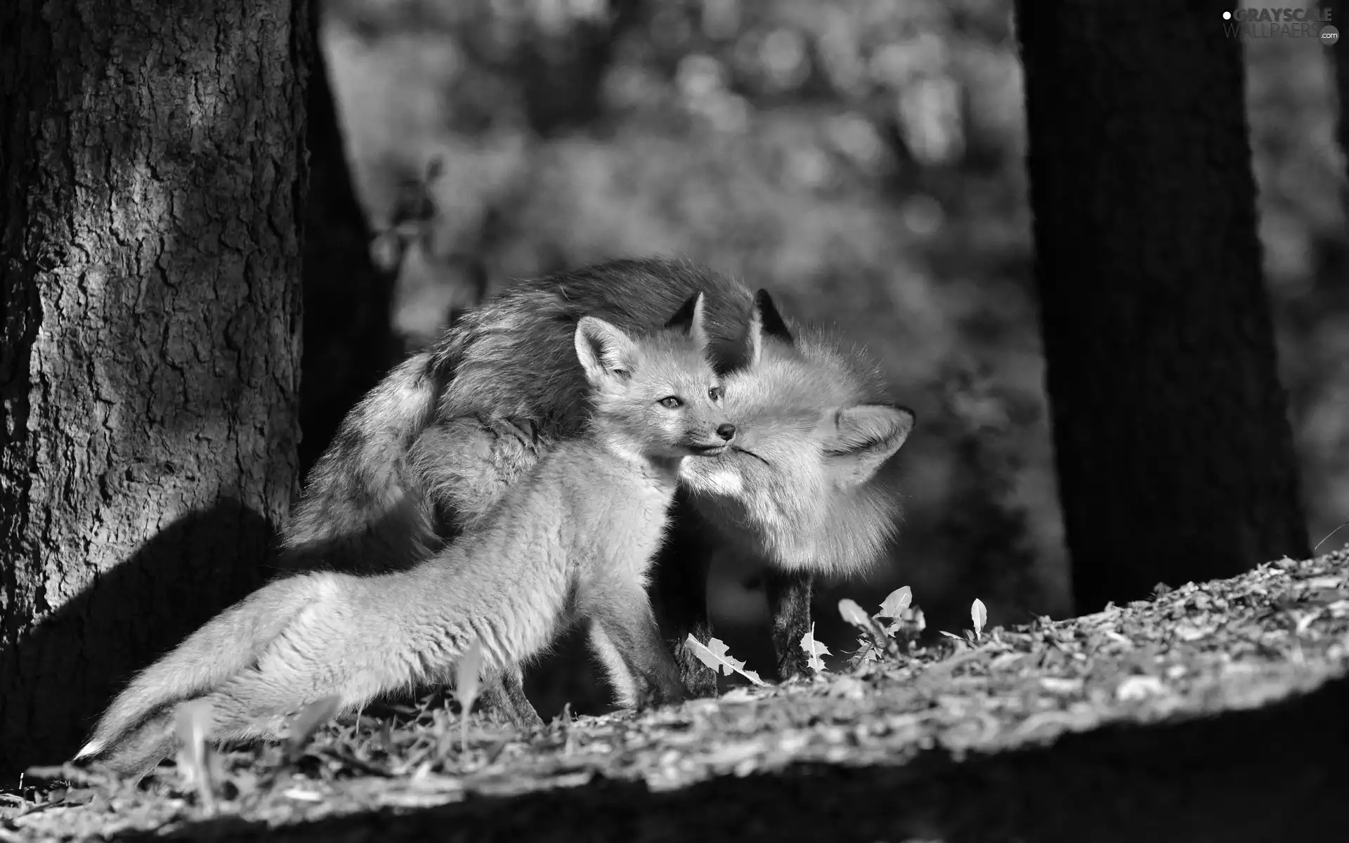 fox, Family