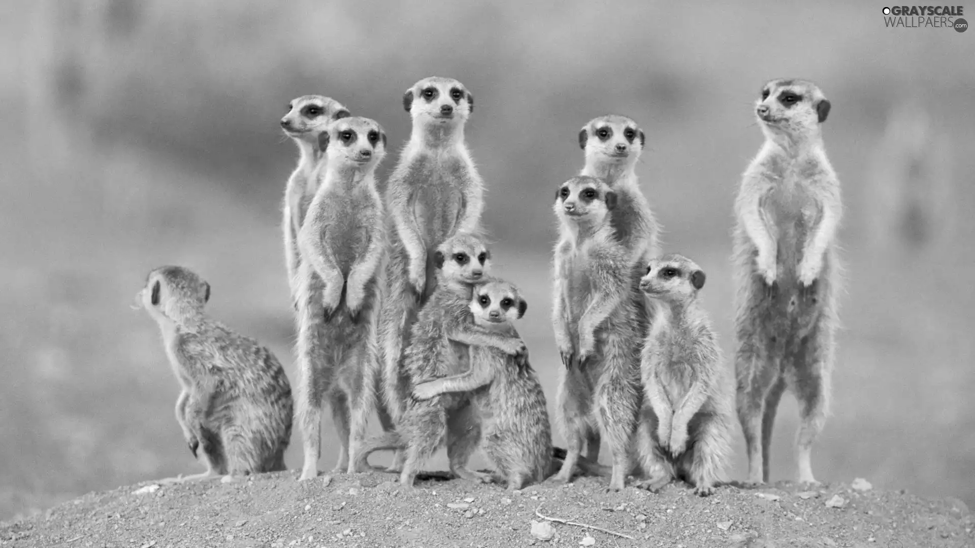 Meerkats, Family
