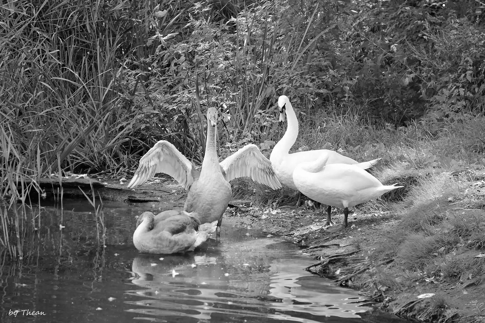 Swan, Family