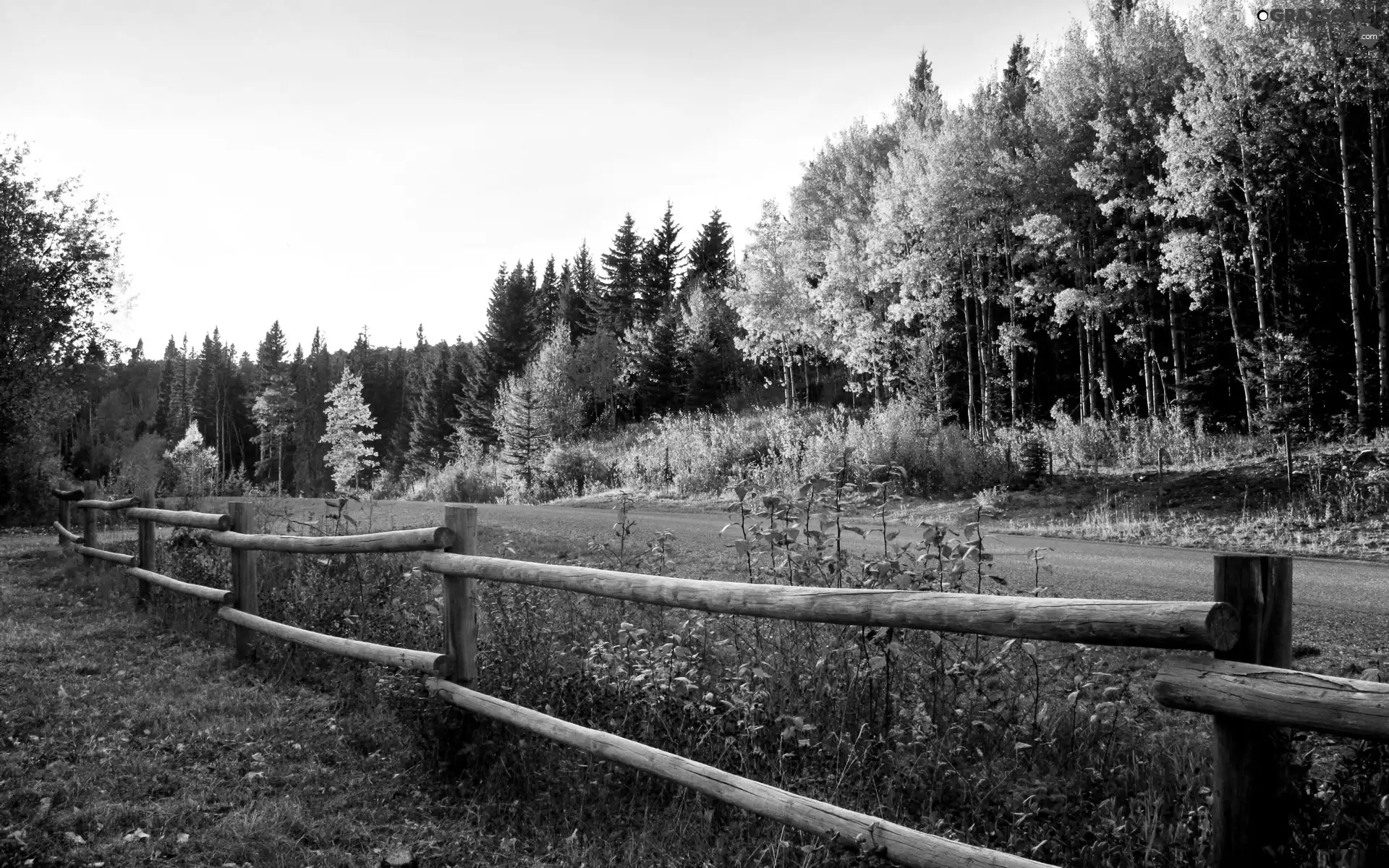 autumn, Way, Fance, forest