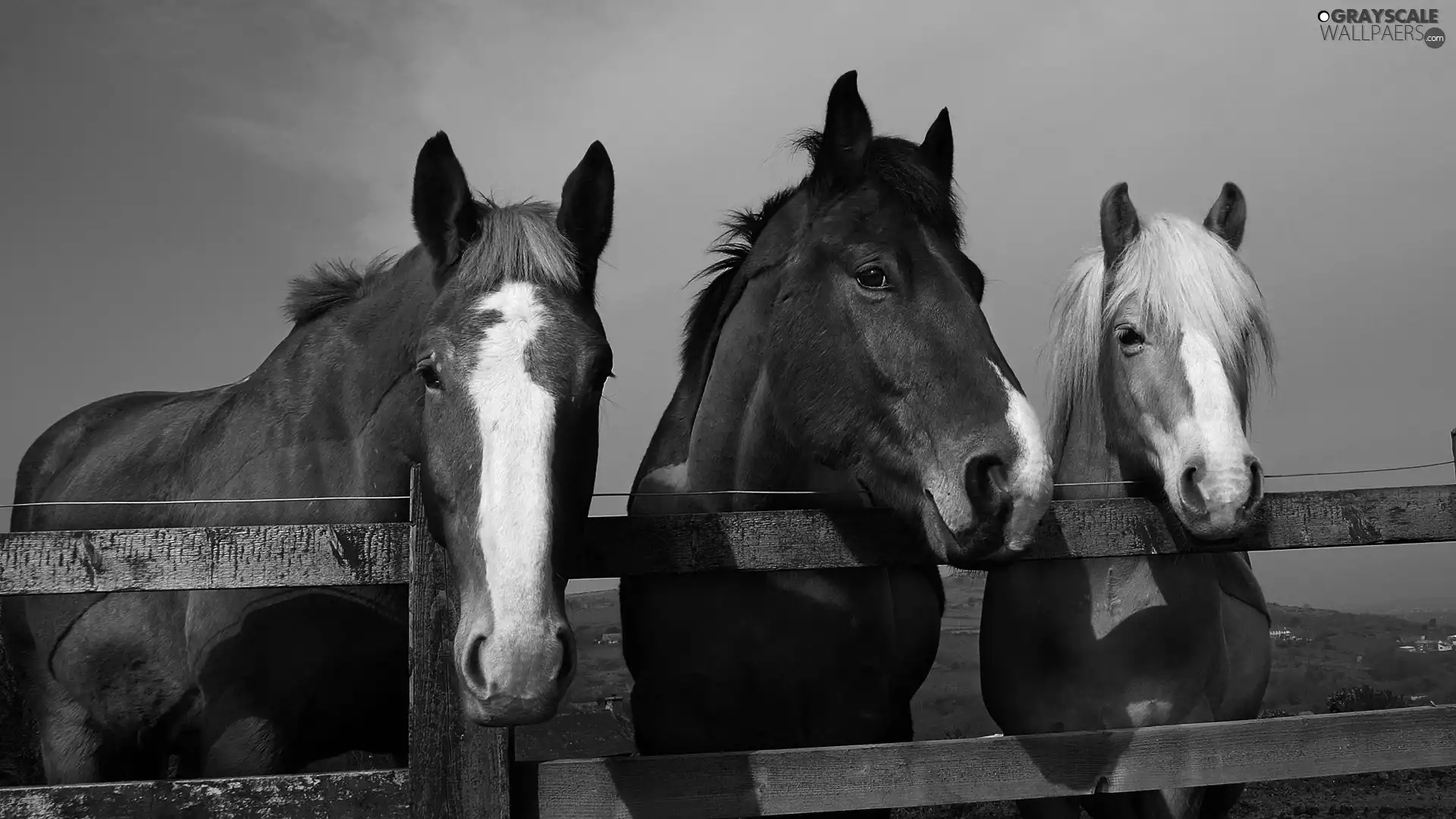 Fance, Three, bloodstock