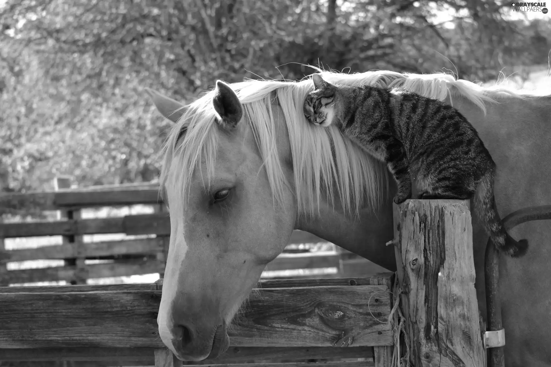 Fance, Horse, cat