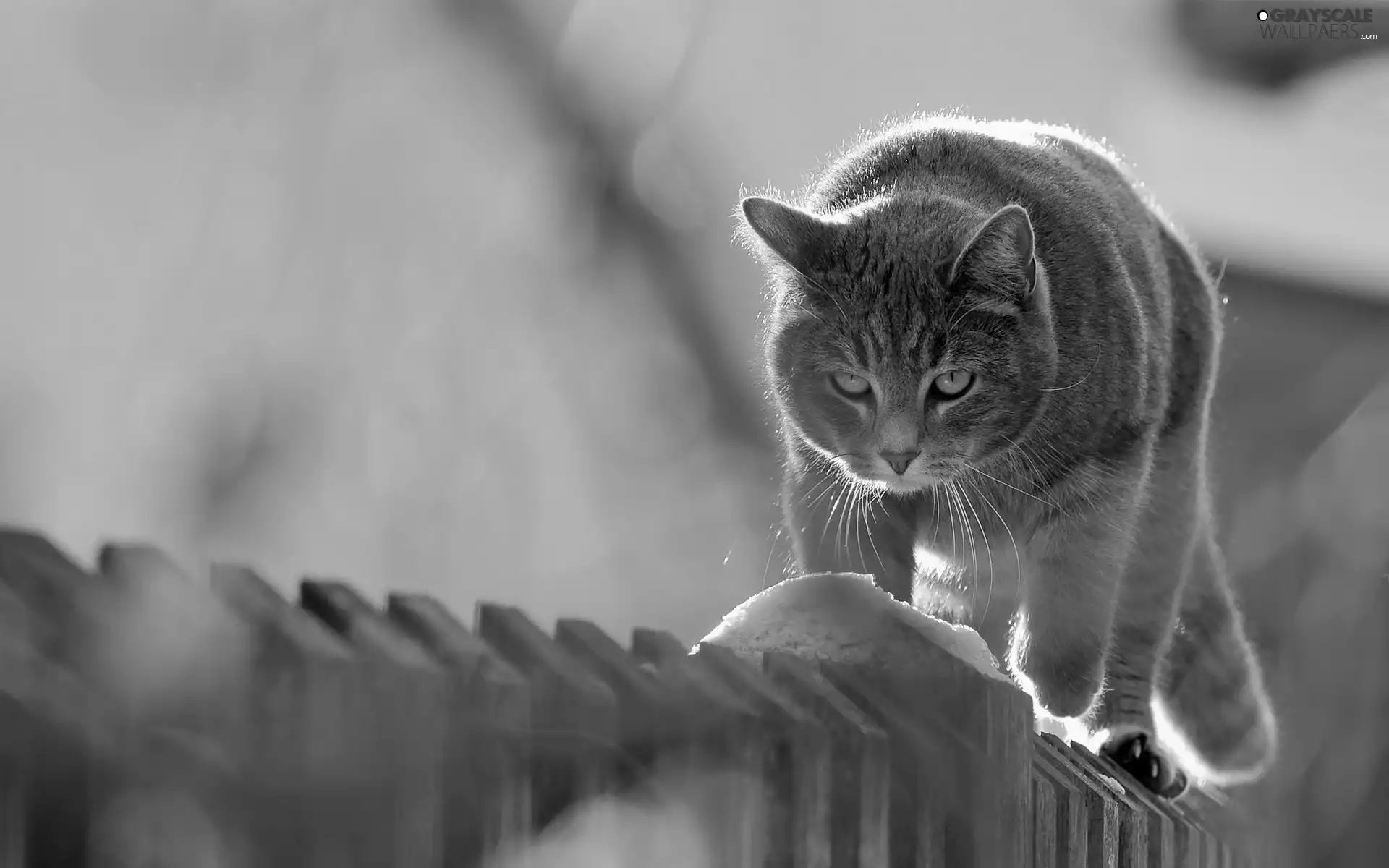 cat, Fance