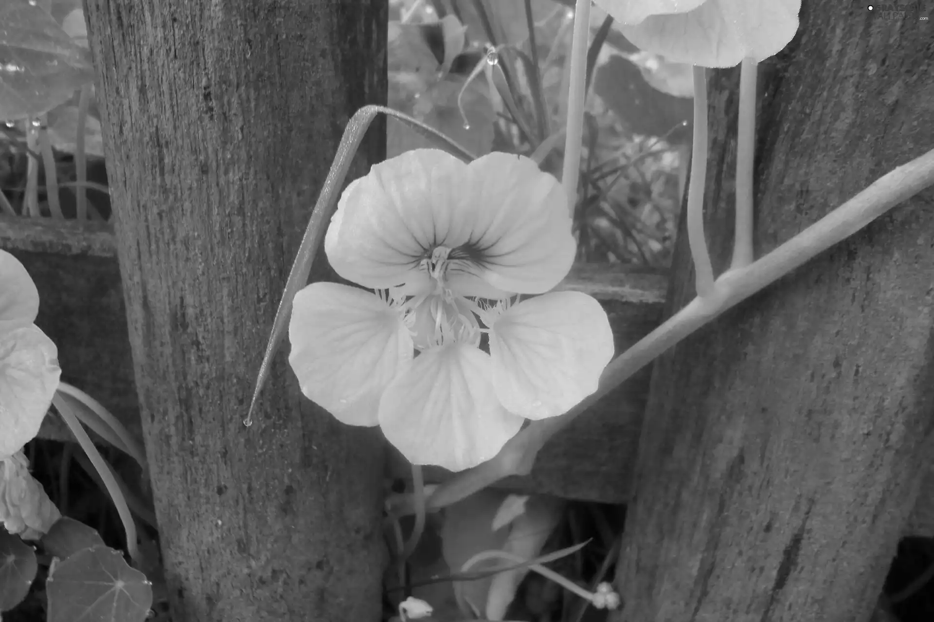 Yellow, nasturtium, Fance, Colourfull Flowers