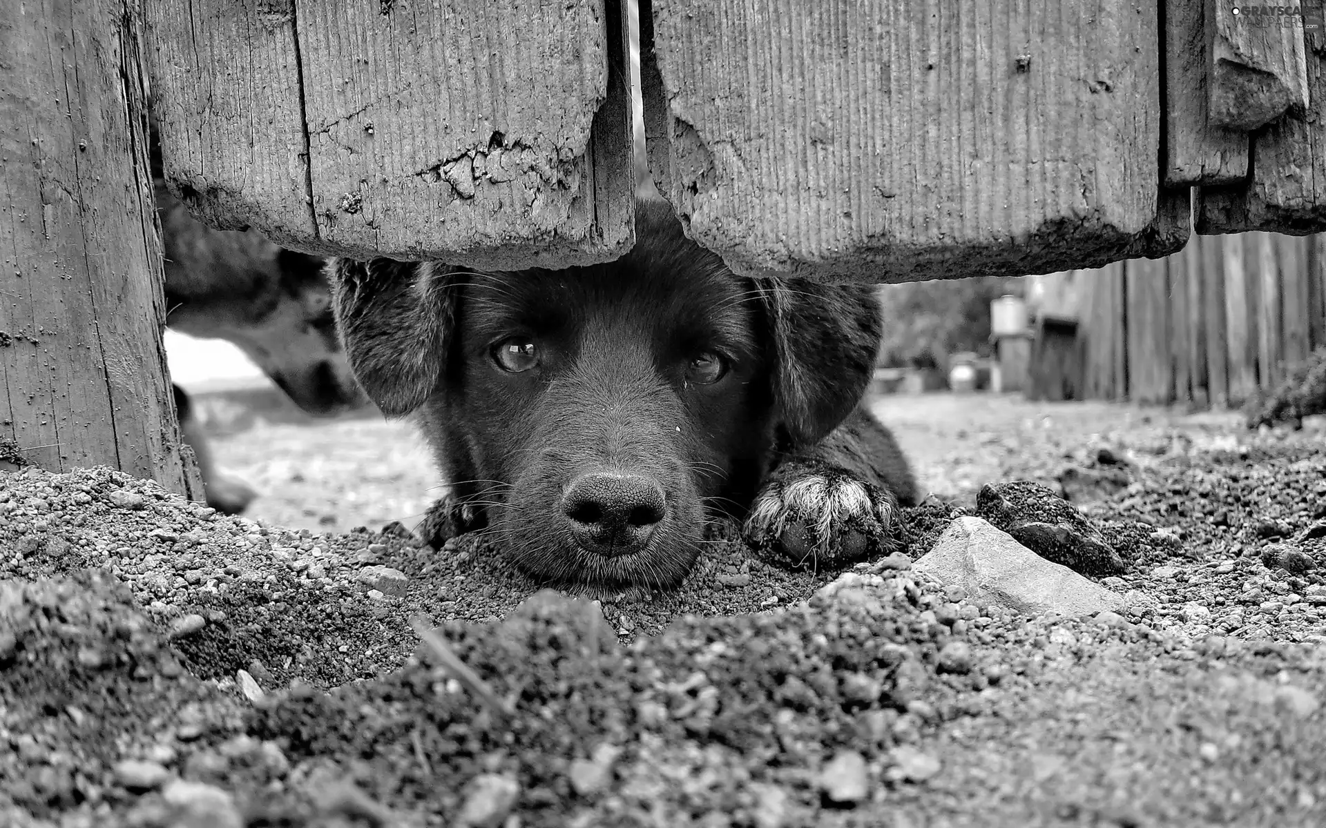 Fance, Black, doggy