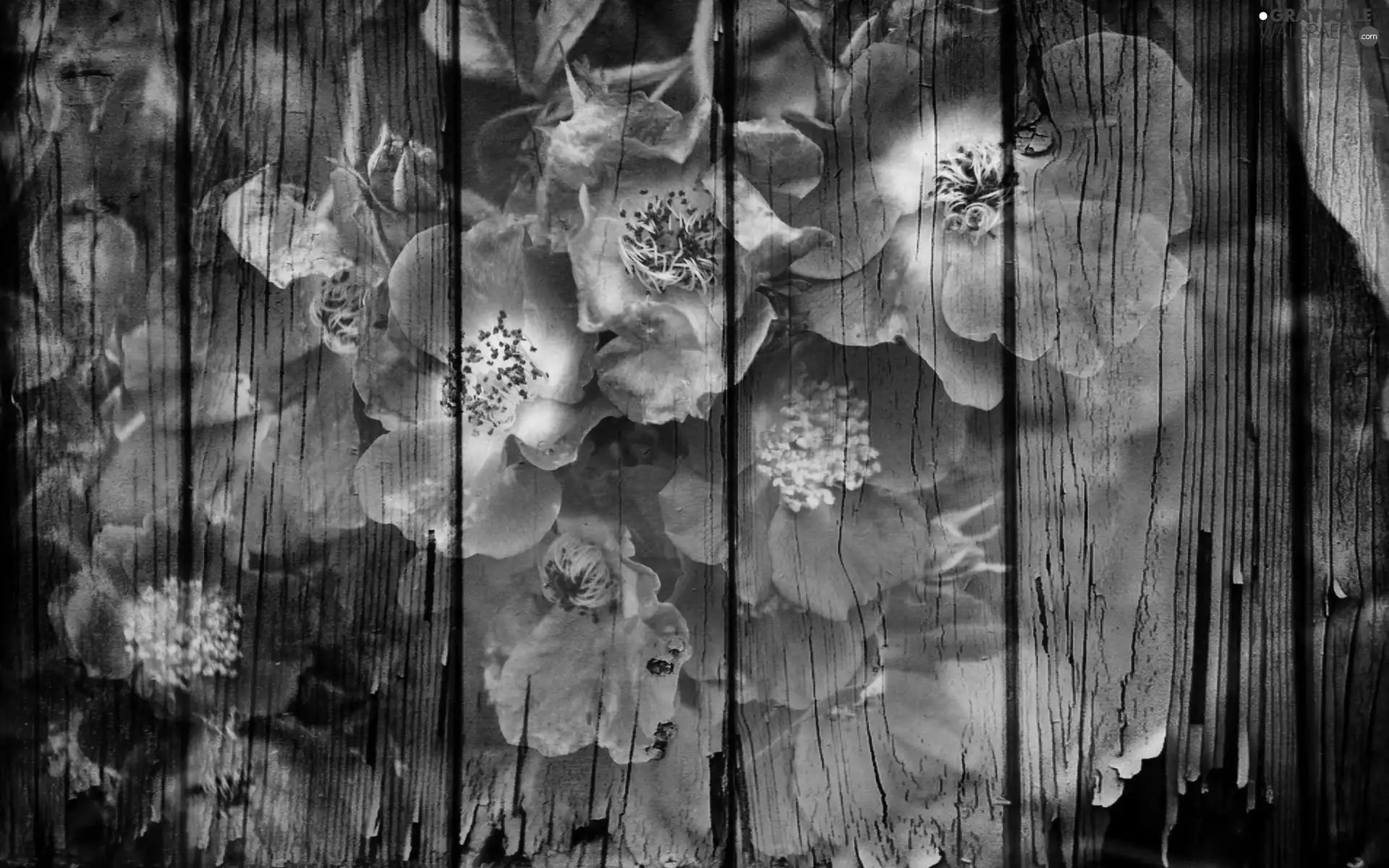 Flowers, Fance