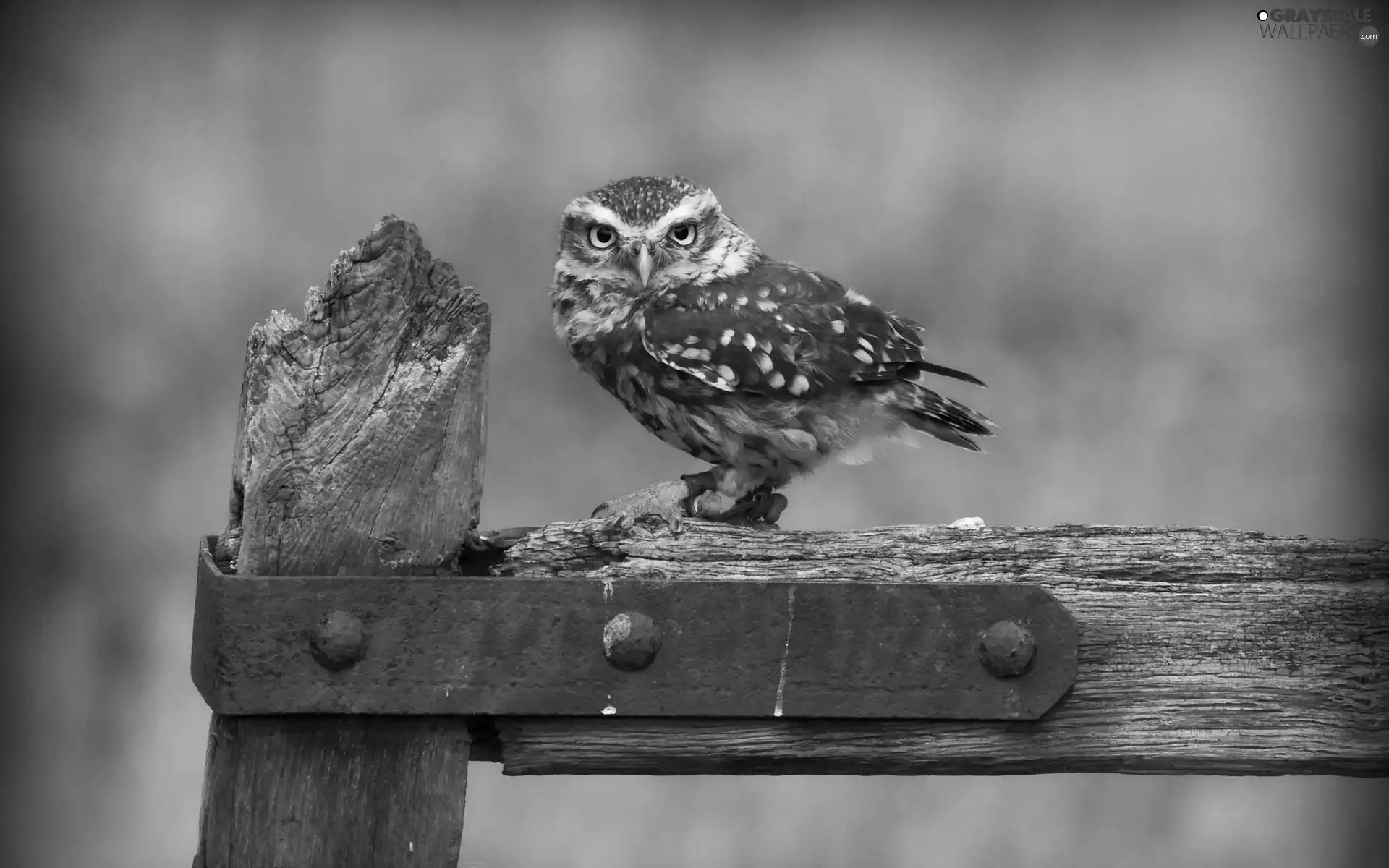 Fance, young, owl
